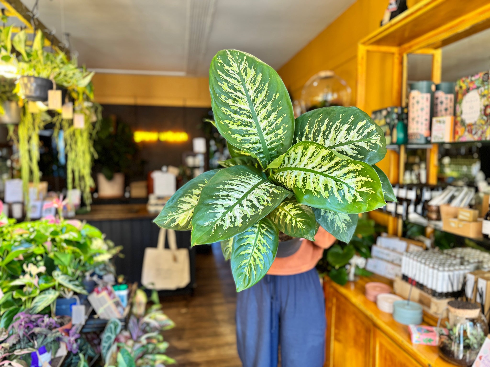 spider plant for sale Bonnie Spider Plant | 4.5