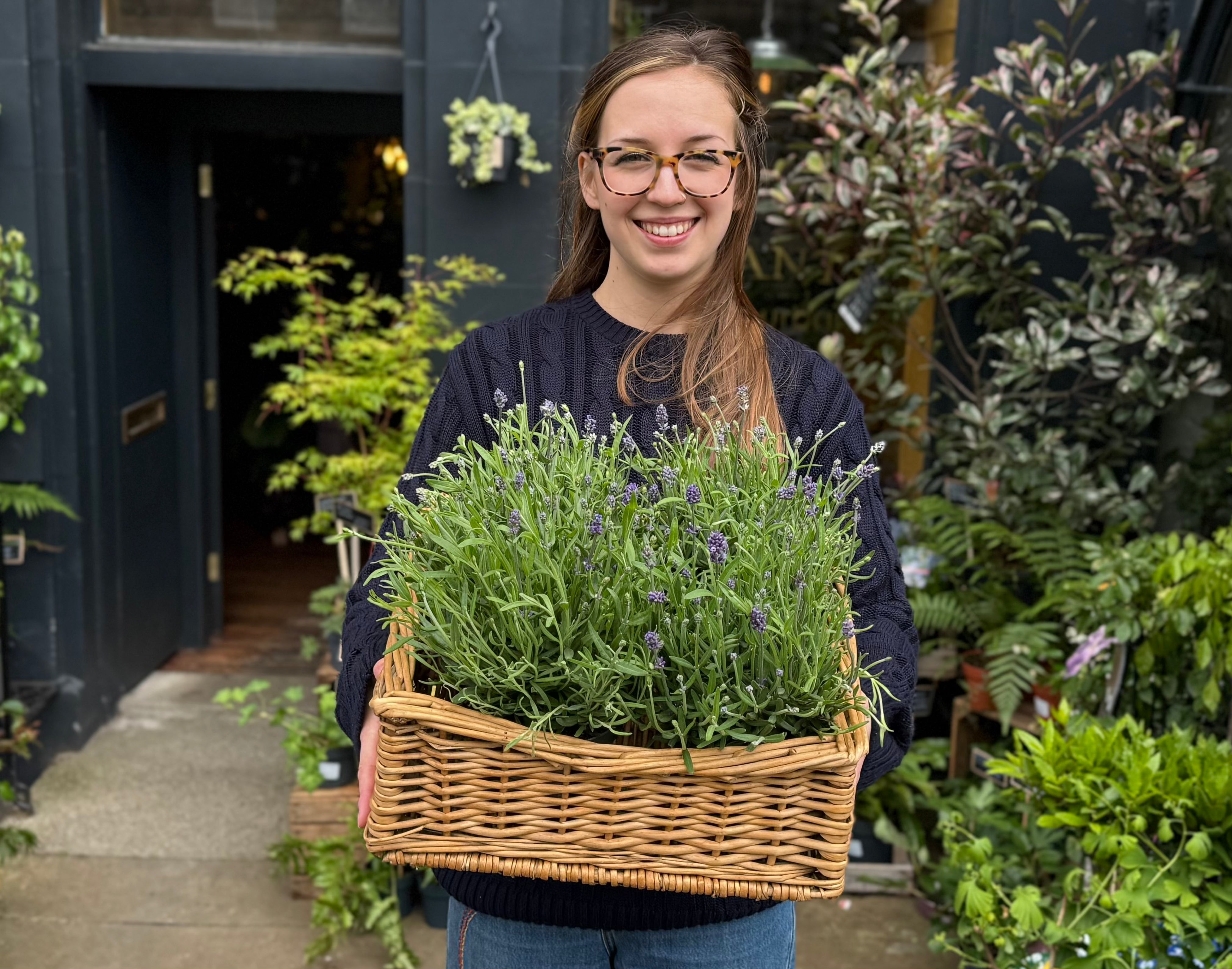 Lavender Care: How to Grow Healthy Lavender in Pots and Gardens
