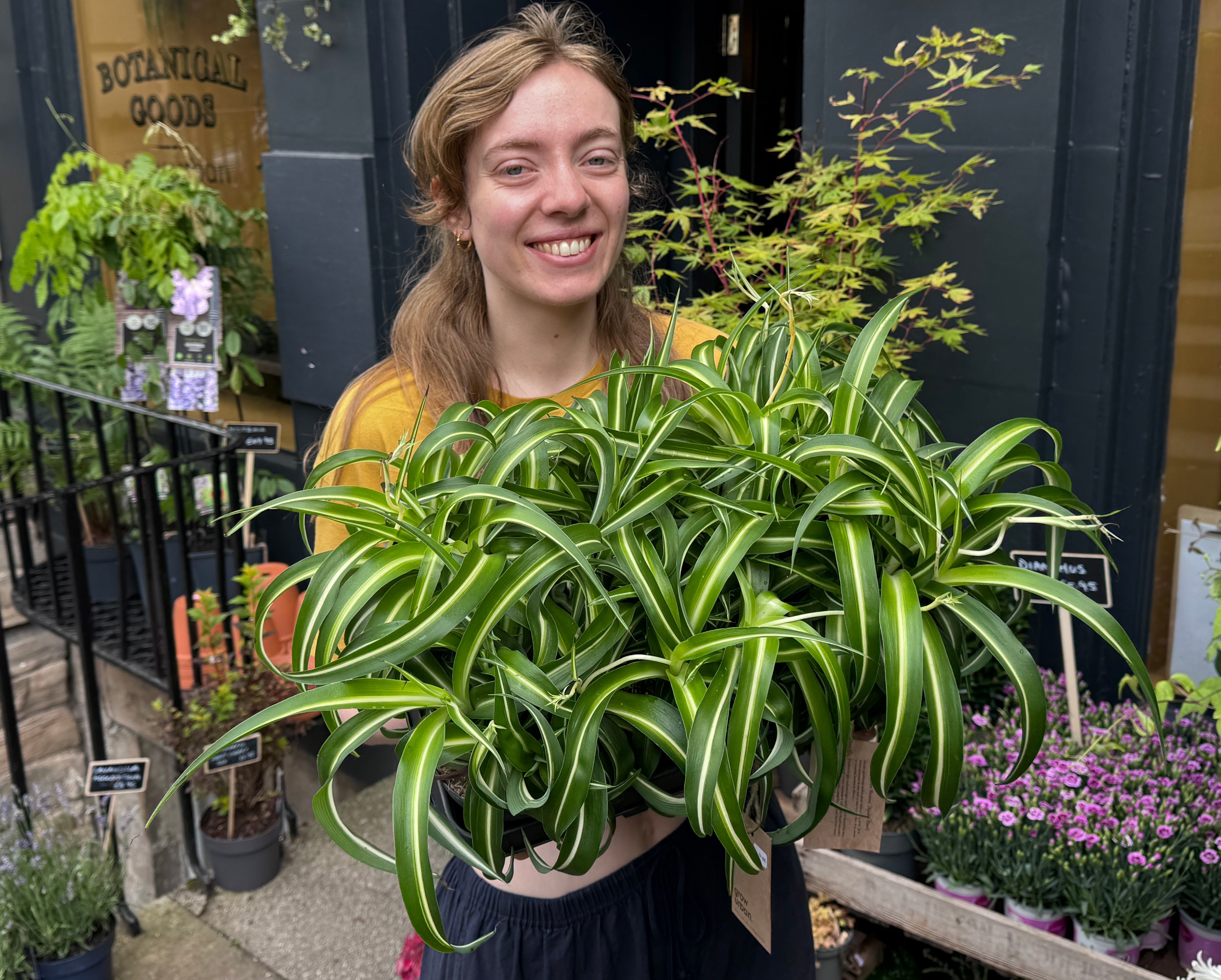 Spider Plant Care Guide: How to Look After Chlorophytum