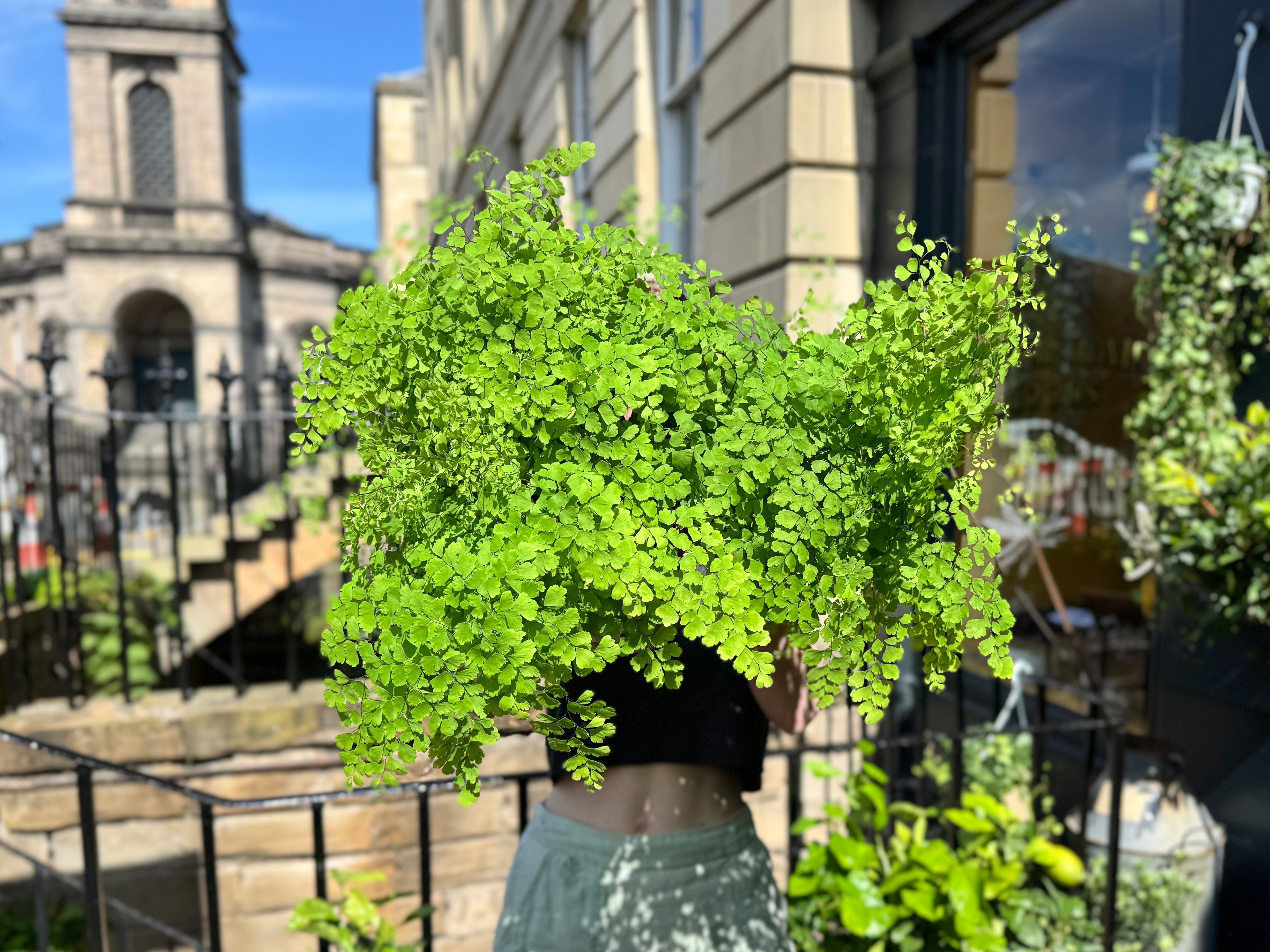 Maidenhair Fern Care Guide: How to Grow Adiantum Indoors Successfully