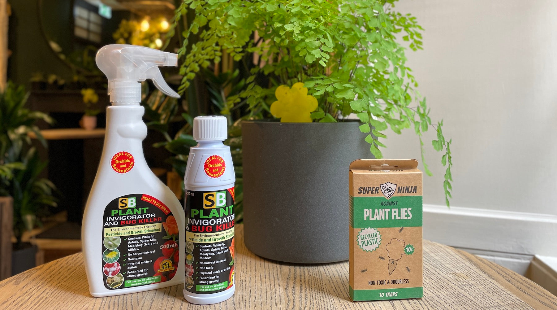 Common Plant Pests and How to Treat Them