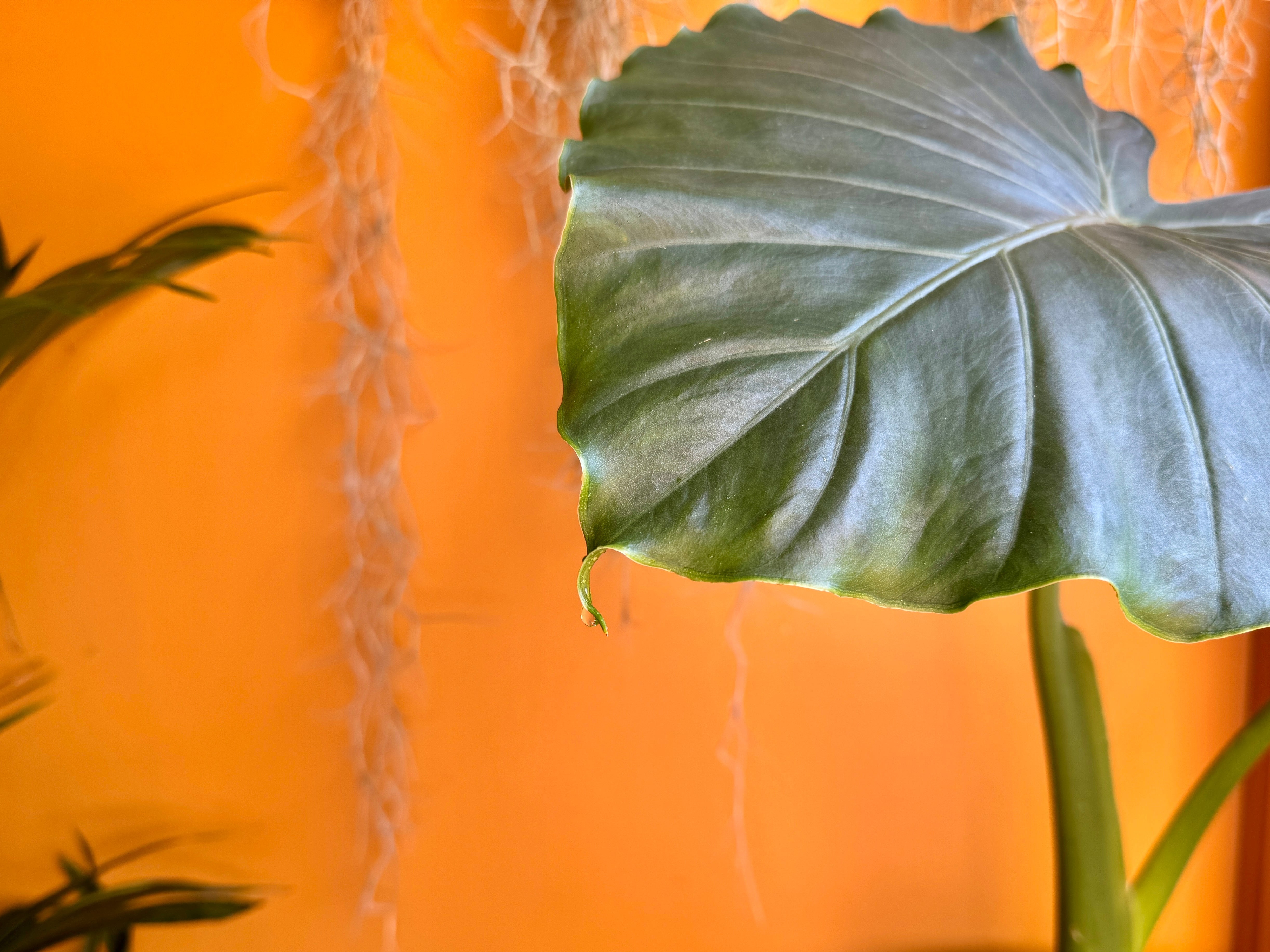 Why Is My Plant Crying? Understanding Guttation in Houseplants