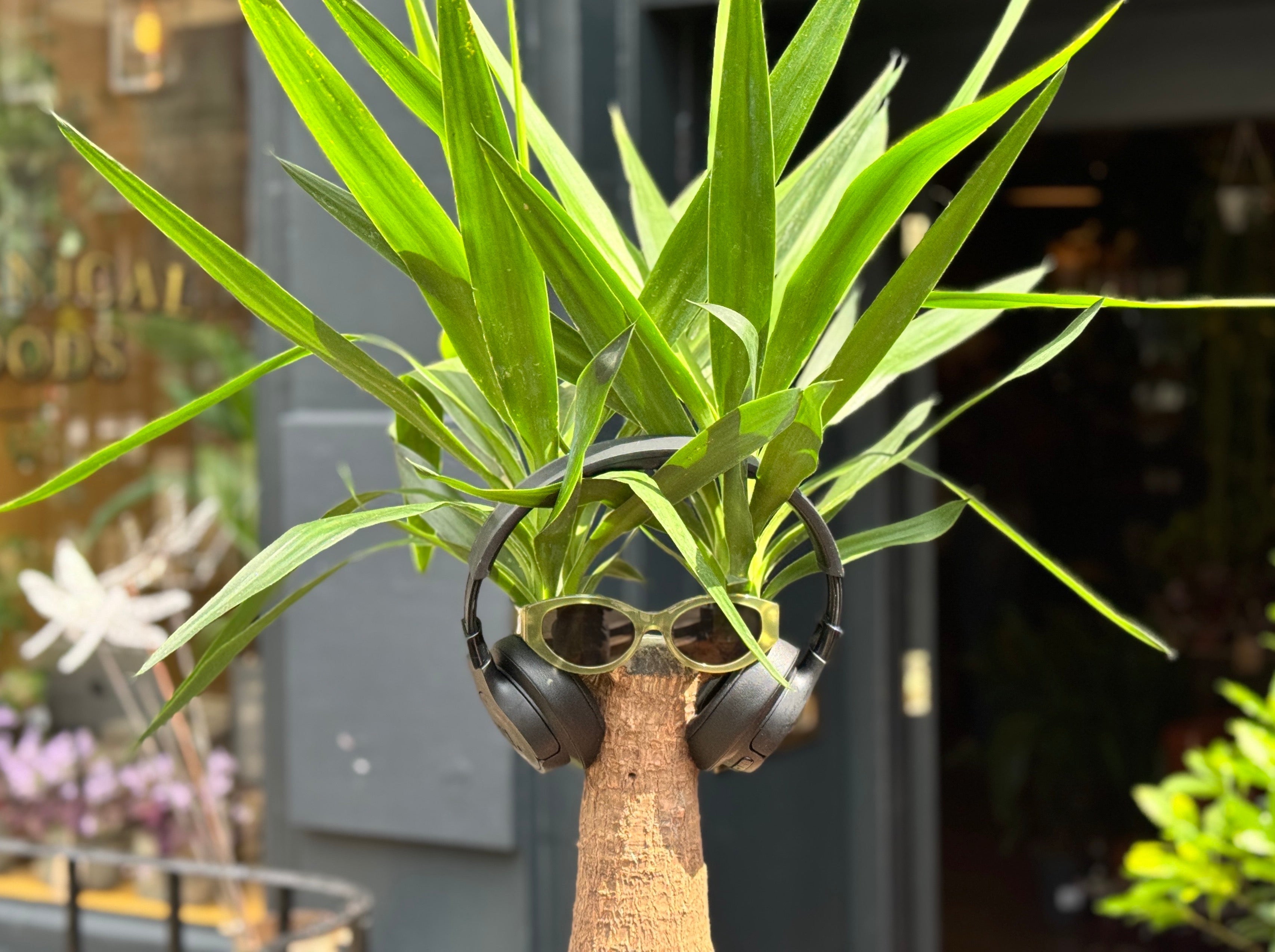 Do Houseplants Like Music? Exploring the Effects of Sound on Plant Growth