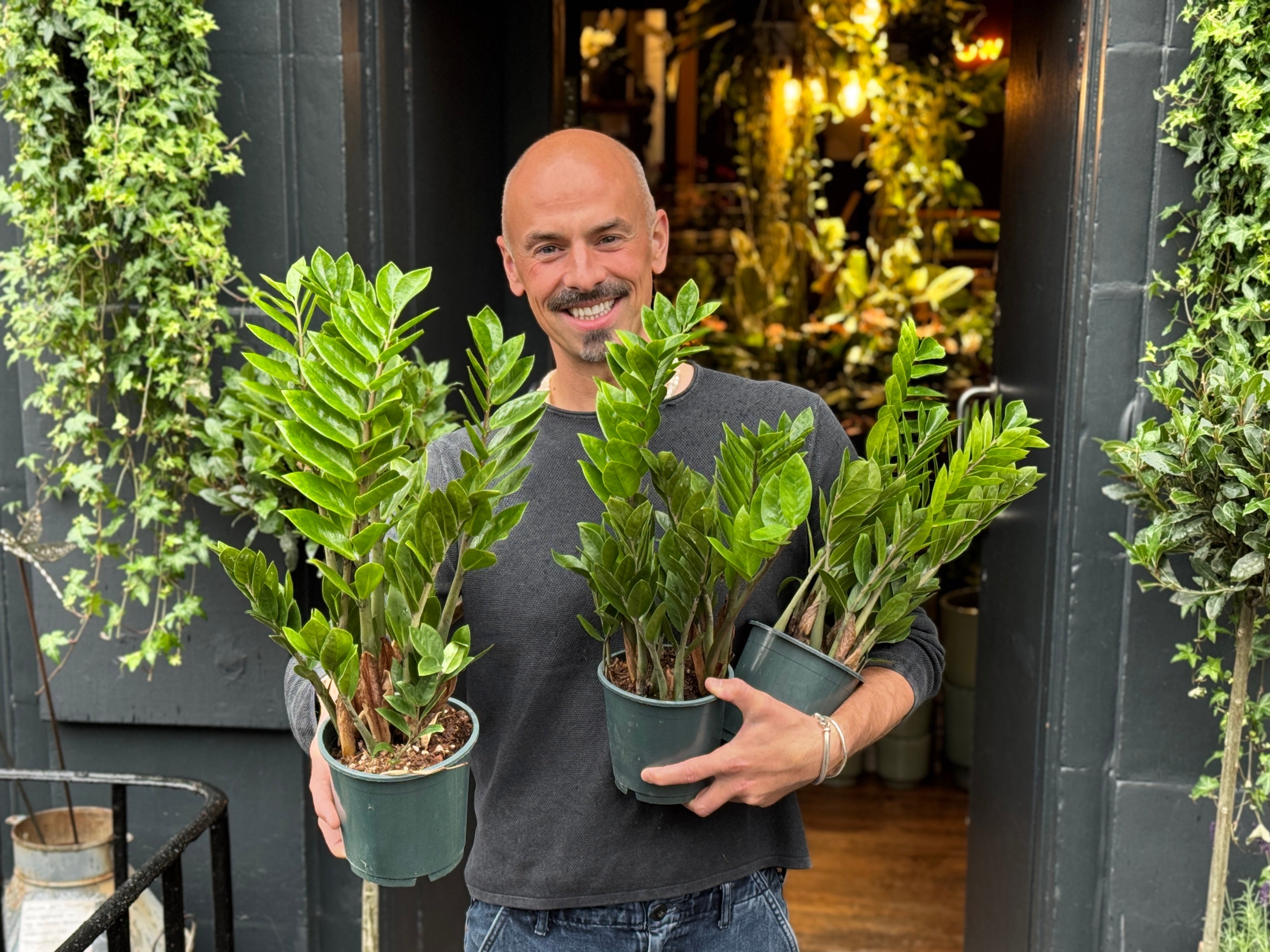 ZZ Plant Care Guide UK | How to Grow Zamioculcas zamiifolia Indoors