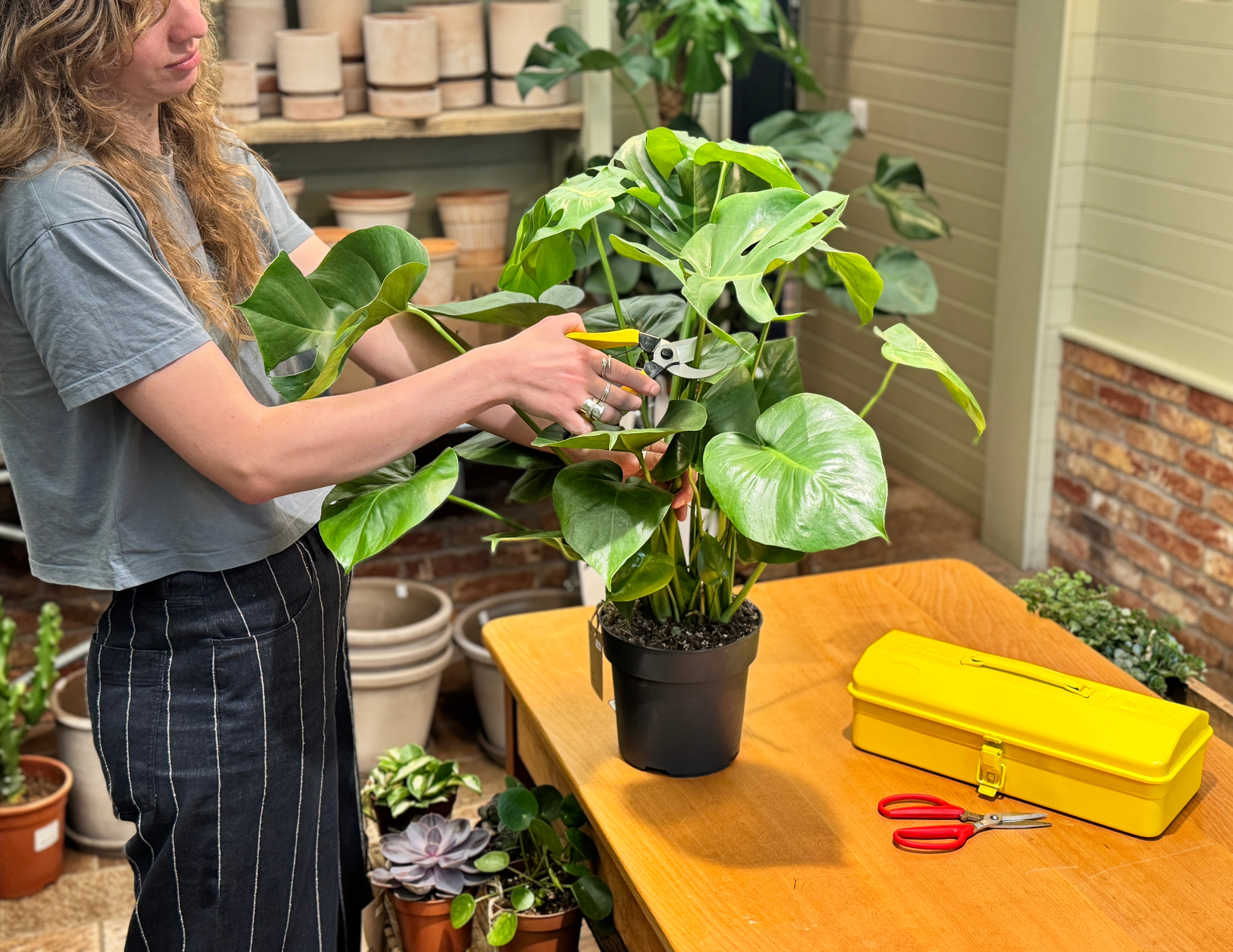 Image of girl pruning a Monstera deliciosa on a tabletop.