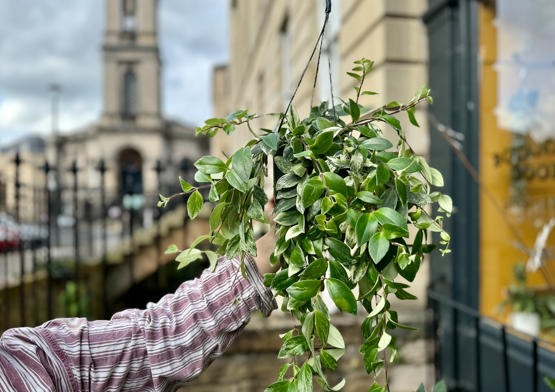 Care Guide; Aeschynanthus aka the Lipstick Plant  grow urban.
