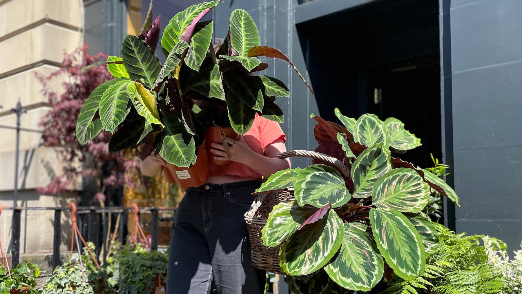 calathea spec Calathea Ornata