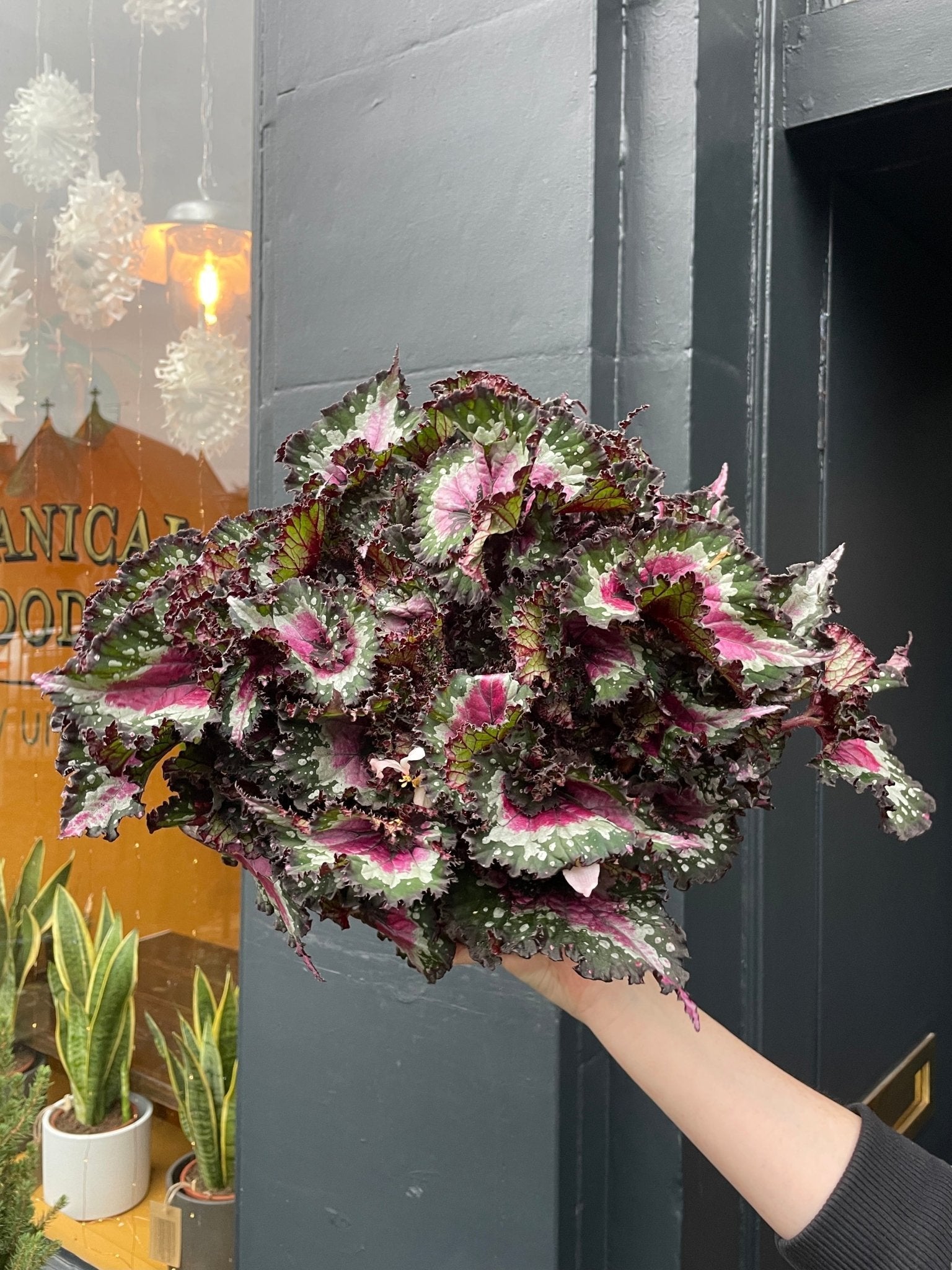 Our Top 5 Festive Plant Favourites - grow urban.