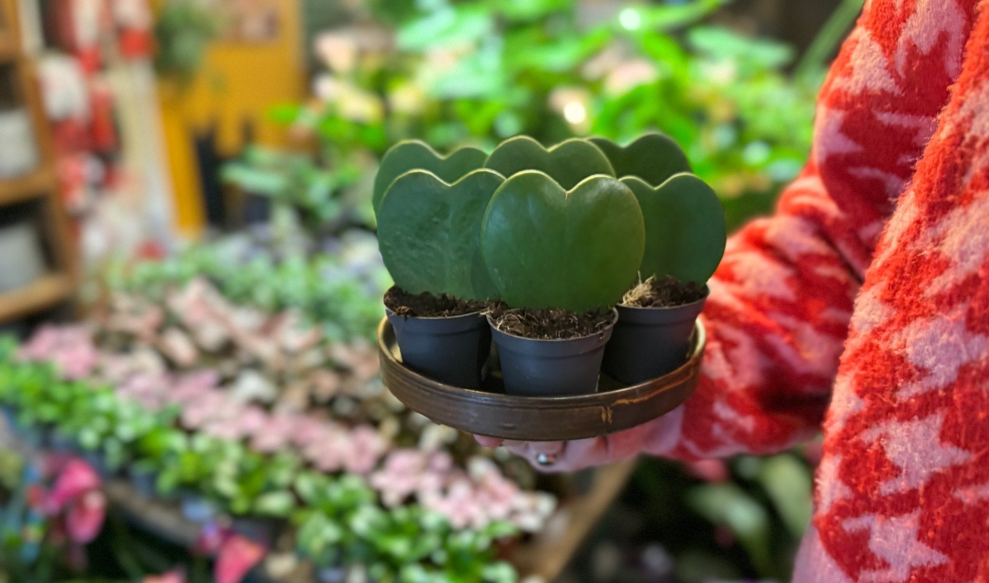 Plants with special meaning for your Valentine - grow urban.
