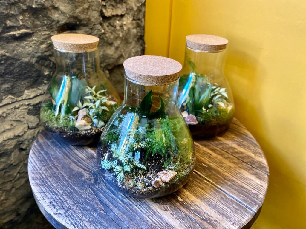 Terrariums - grow urban.
