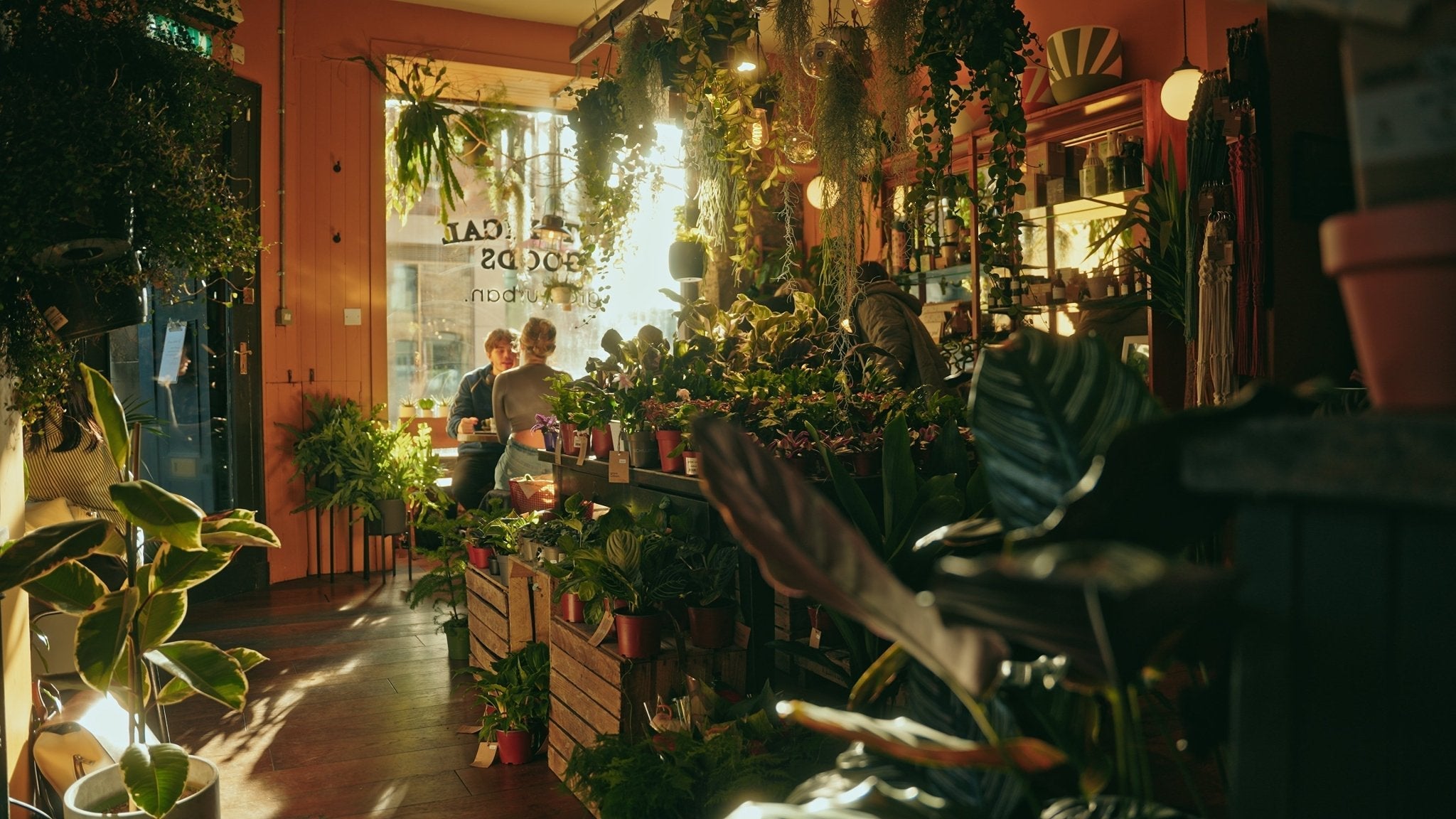 The Best Plants to Replace your Christmas Tree - grow urban.