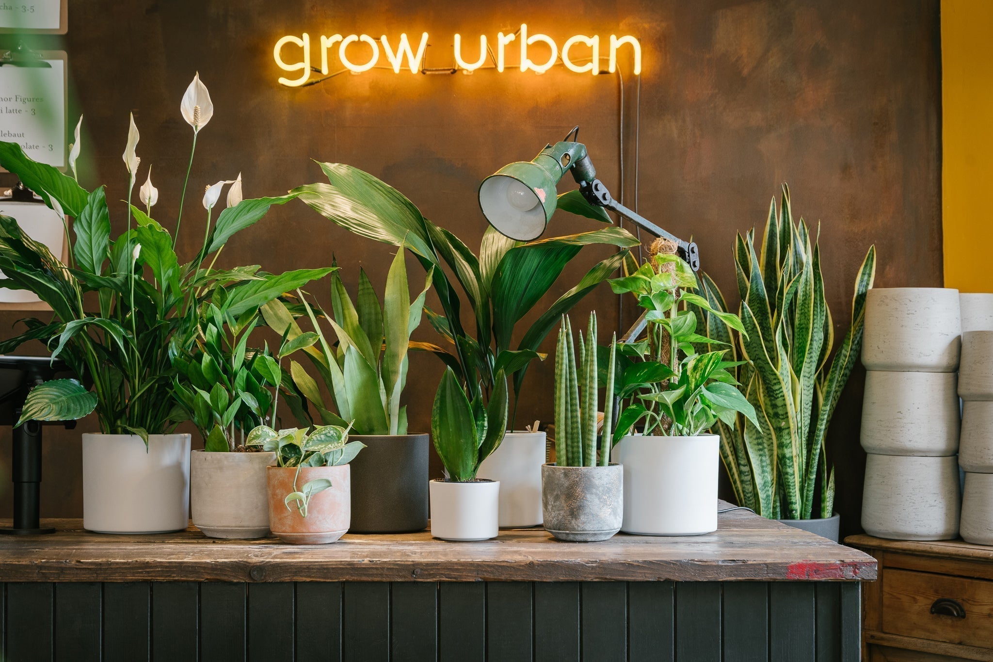 Top 10 Shade Tolerant Plants - grow urban.