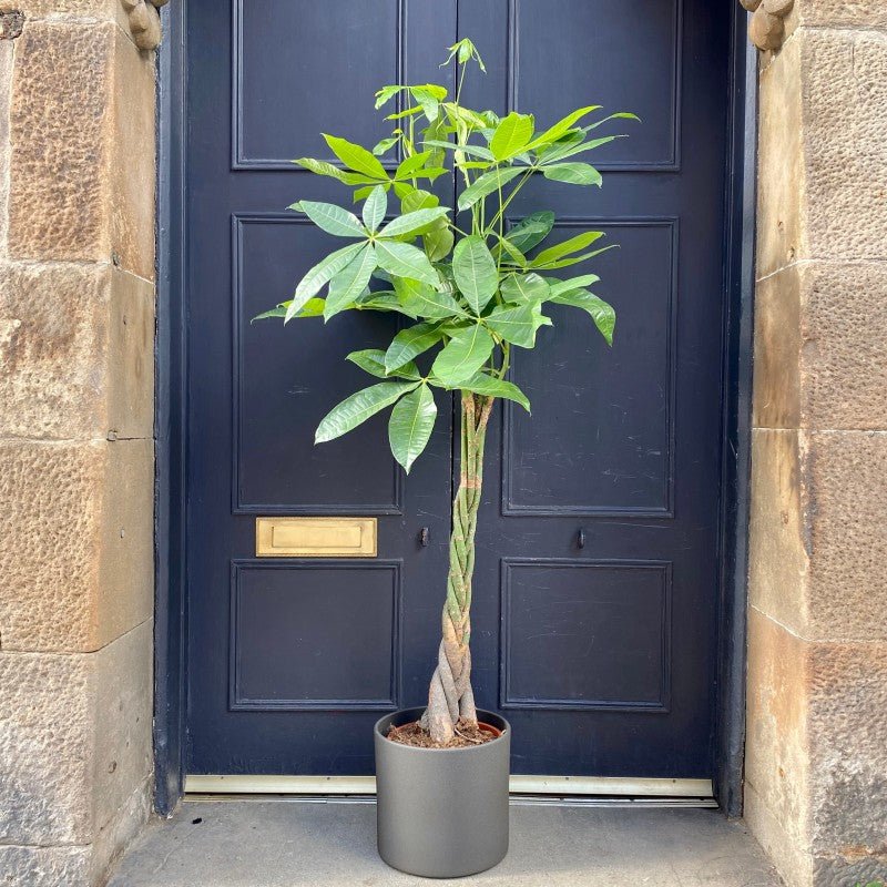 Large Indoor Plants Edinburgh