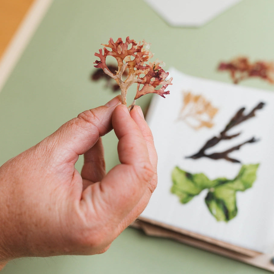 Hand holding a small dried plant specimen with a book of pressed plants in the background.