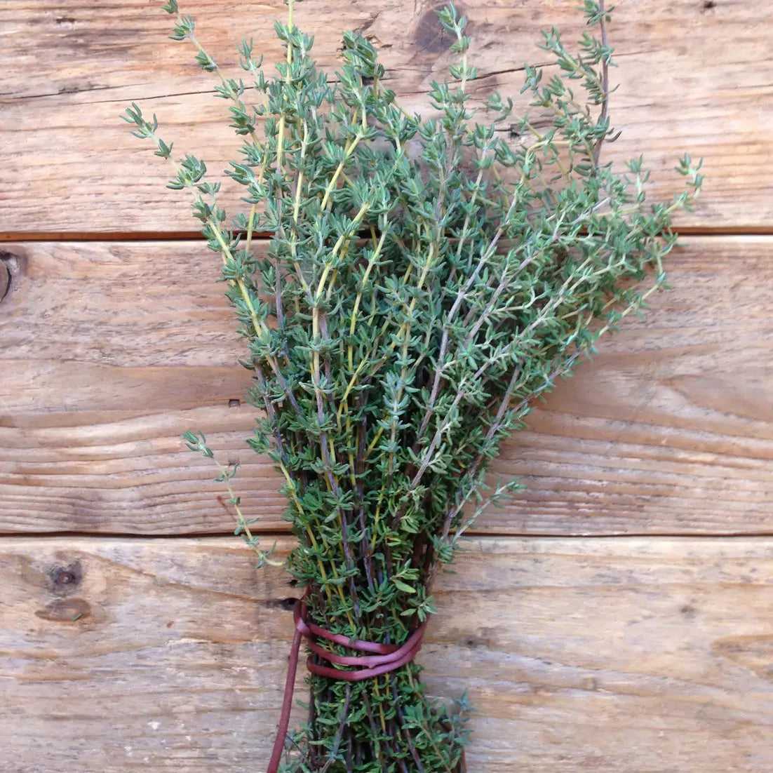 Piccolo Herb Seed Packs