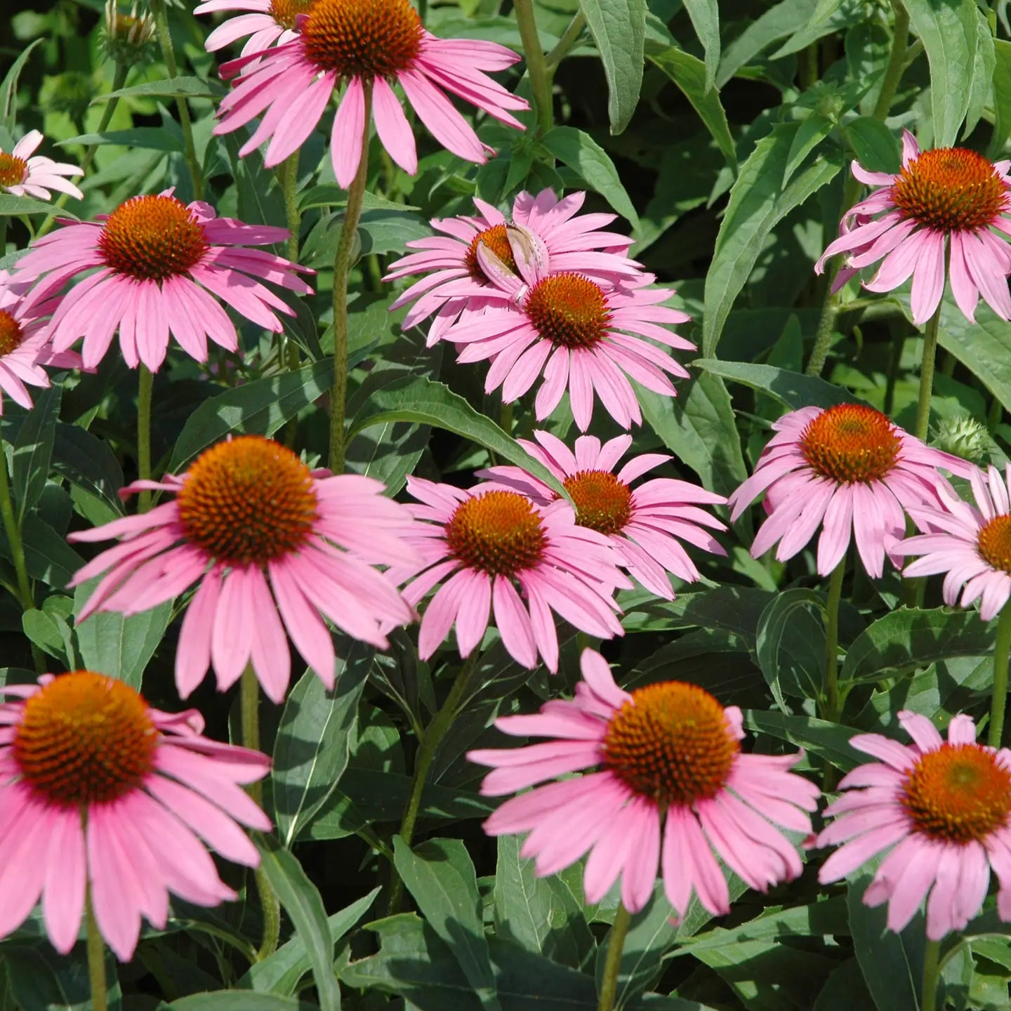 Piccolo Flower Seed Packs