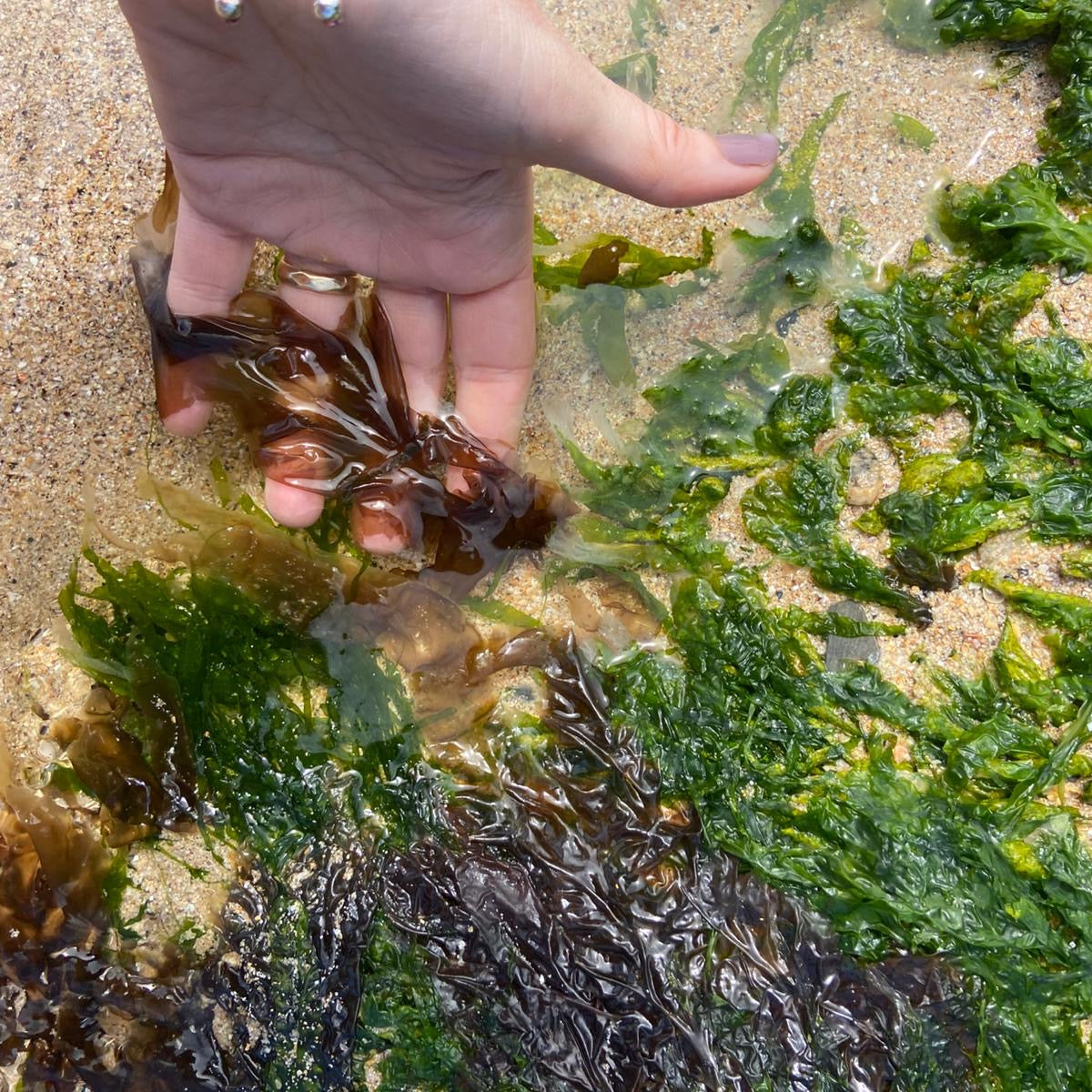 Hand reaching into water with seaweed on a sandy beach