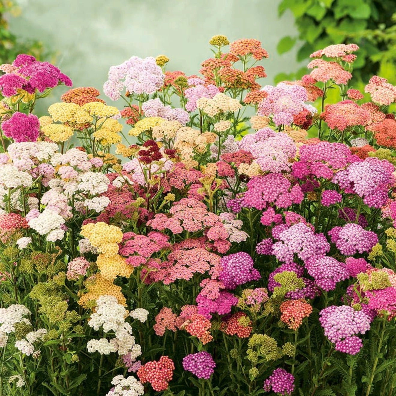 Piccolo Flower Seed Packs