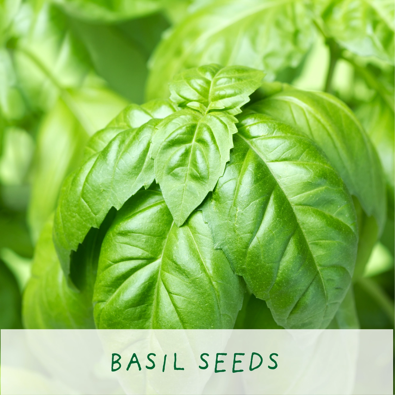 Mr Herby Head | Grow Your Own Herb Kit