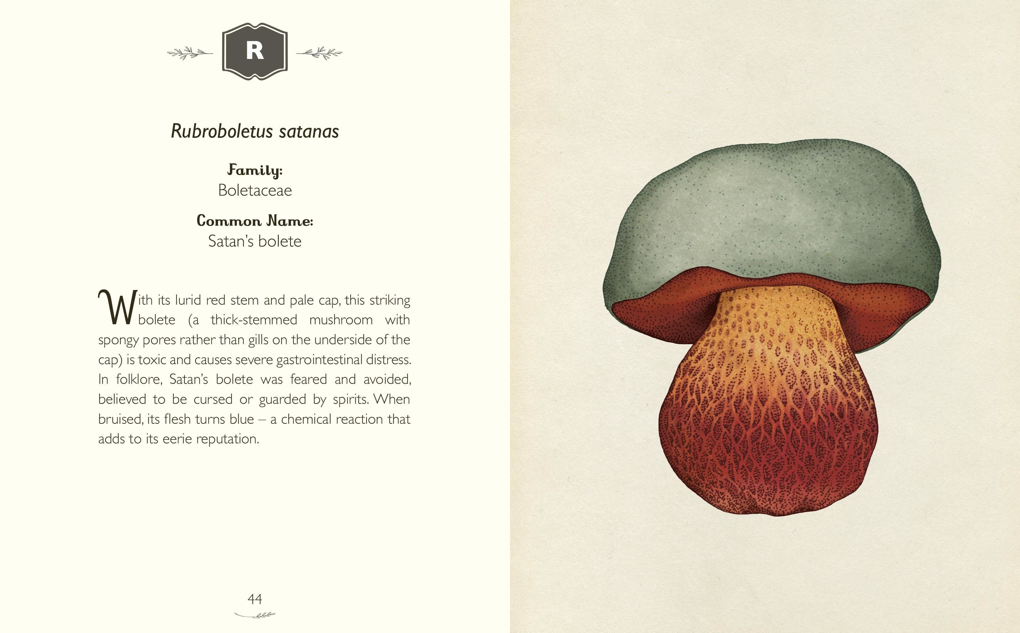 The Curator's Collection: An A to Z of Fungi