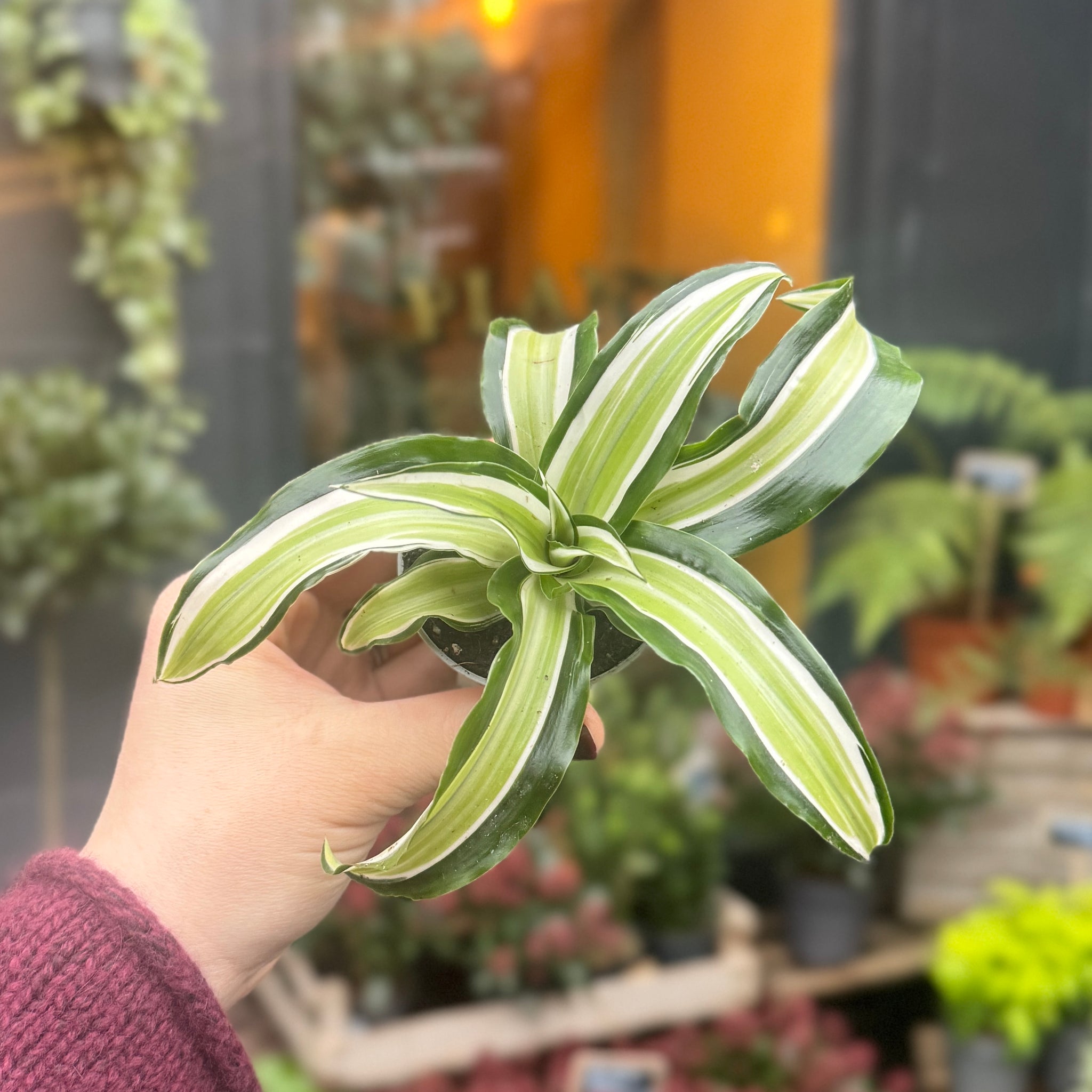 dracaena deremensis malaika Mini Dracaena 'Malaika'