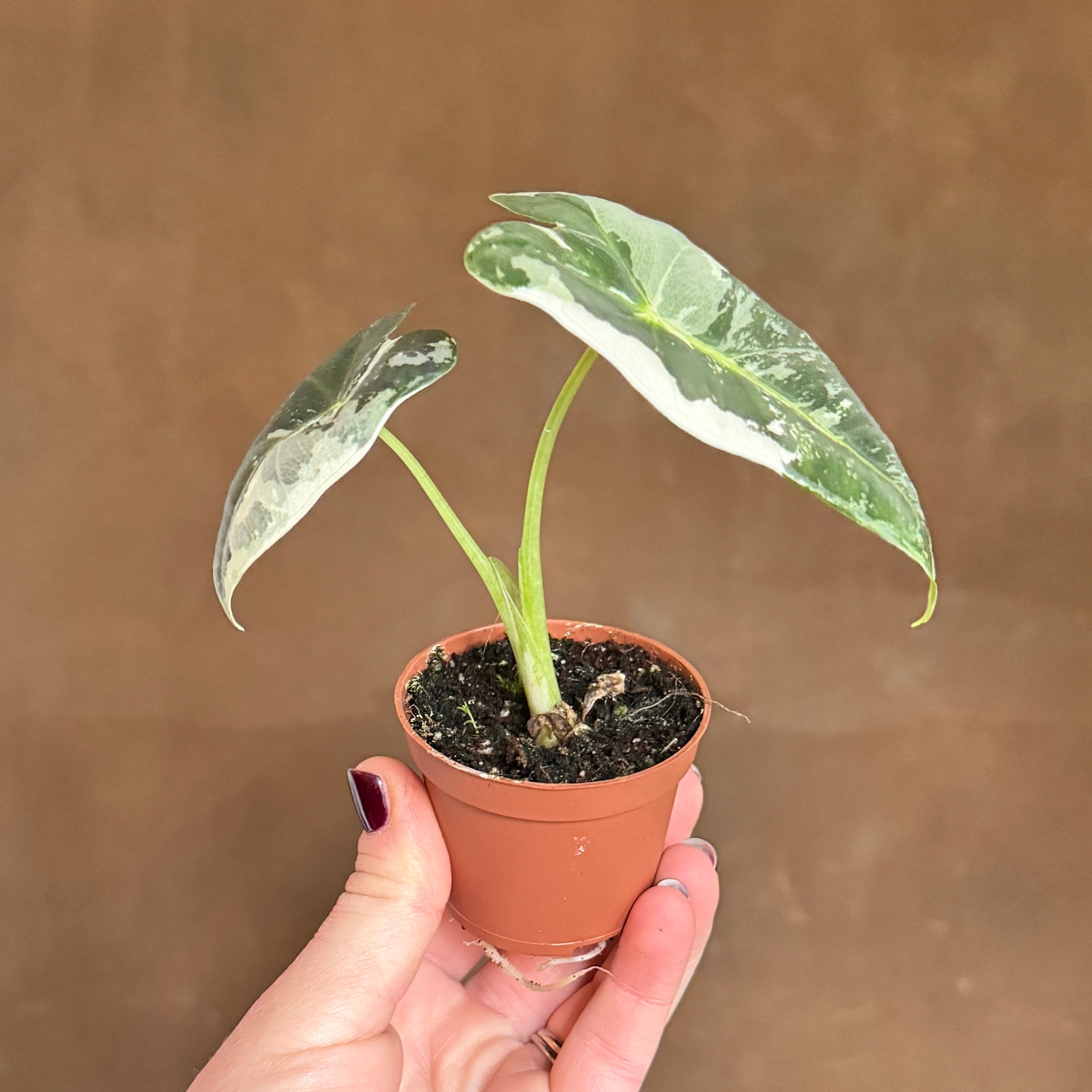 Alocasia micholitziana ‘Frydek’ Variegata