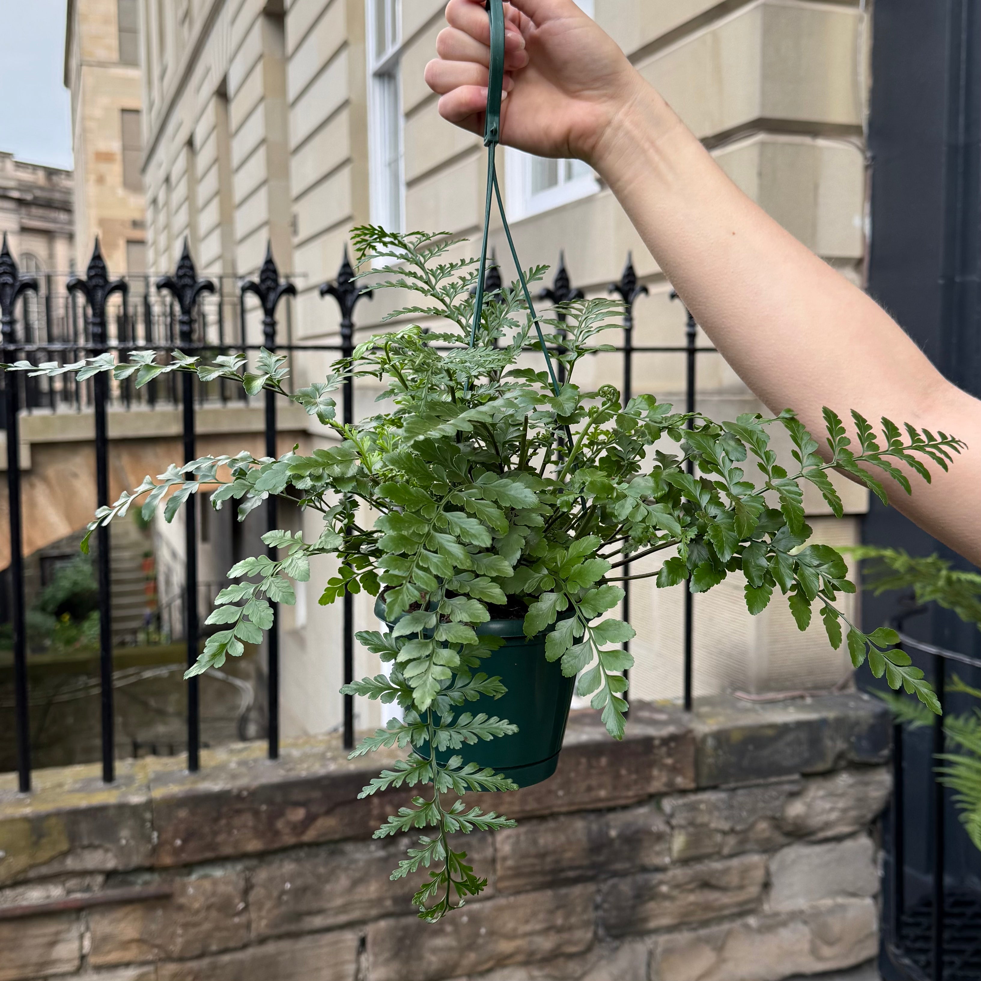 Hand holding a hanging fern plant with a building and black fence in the background