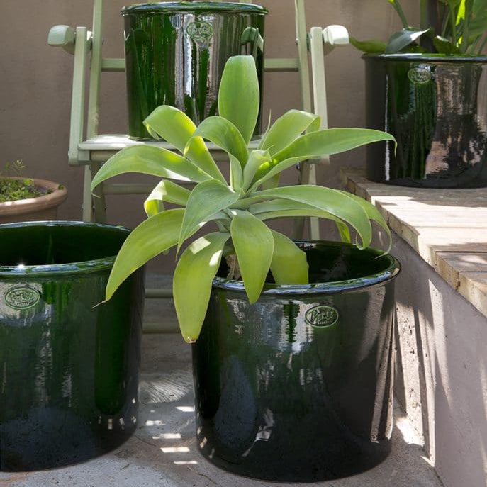 Bergs Potter Glazed Modena Pot | Emerald Green