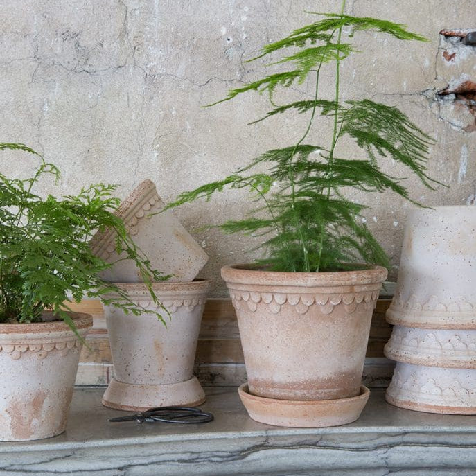 Potted plants on a stone ledge with a textured wall background