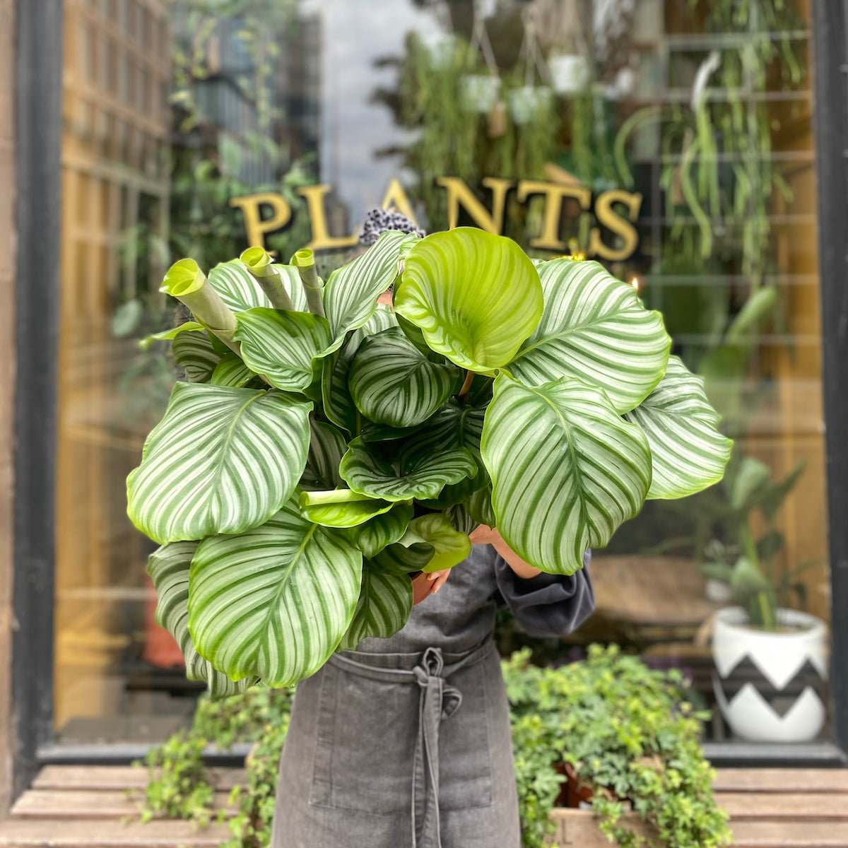 Person holding a large Calathea orbifolia indoor plant outside grow urban in Edinburgh.