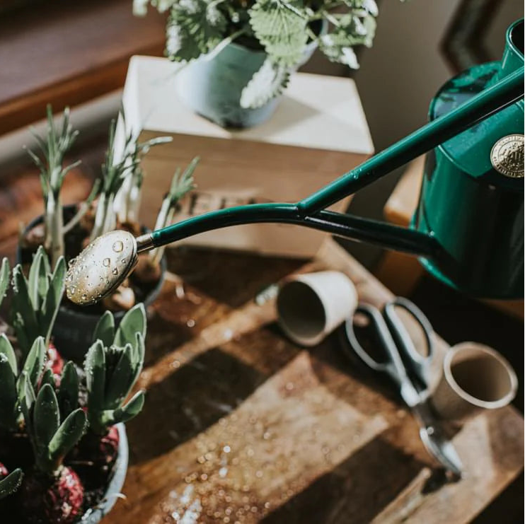 Green watering can being used on a wooden table with plants and tools.