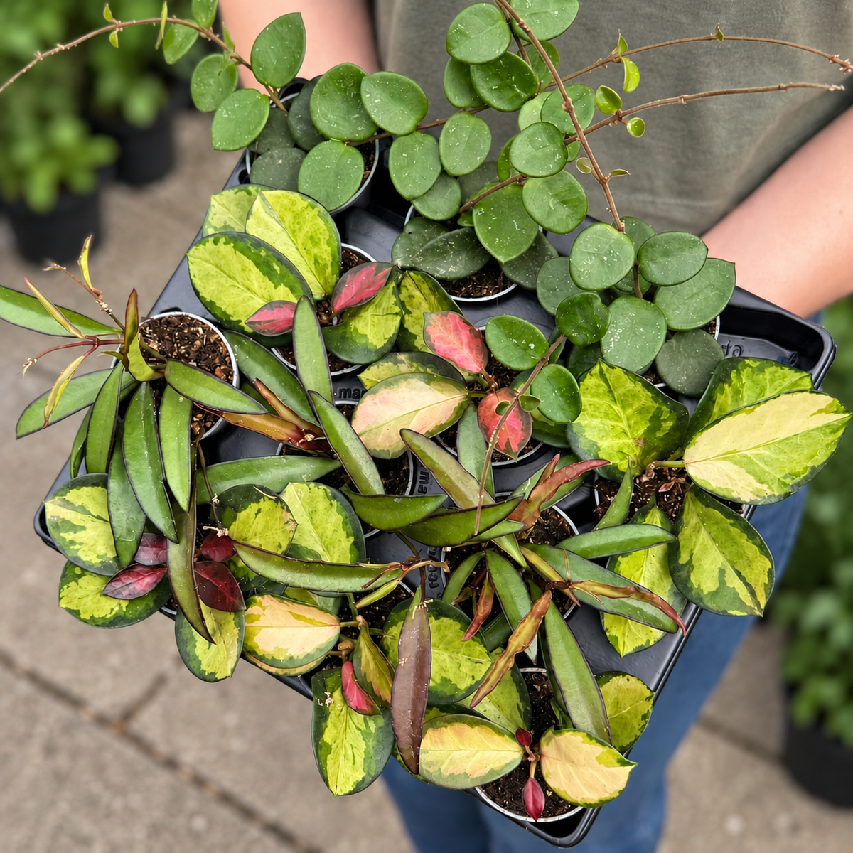 Mini Hoya Lucky Dip – Mystery Starter Plant