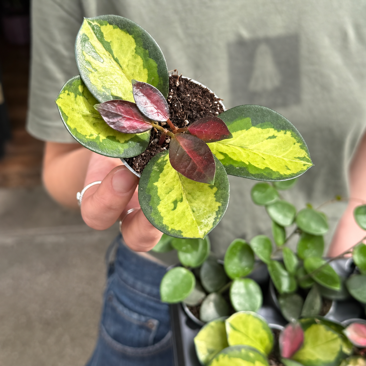 Mini Hoya Lucky Dip – Mystery Starter Plant