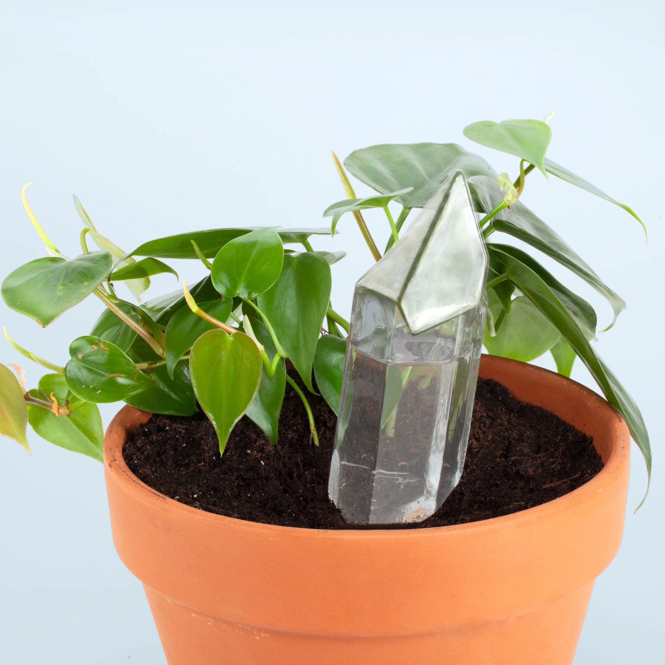 Potted plant with a crystal in the soil against a light blue background