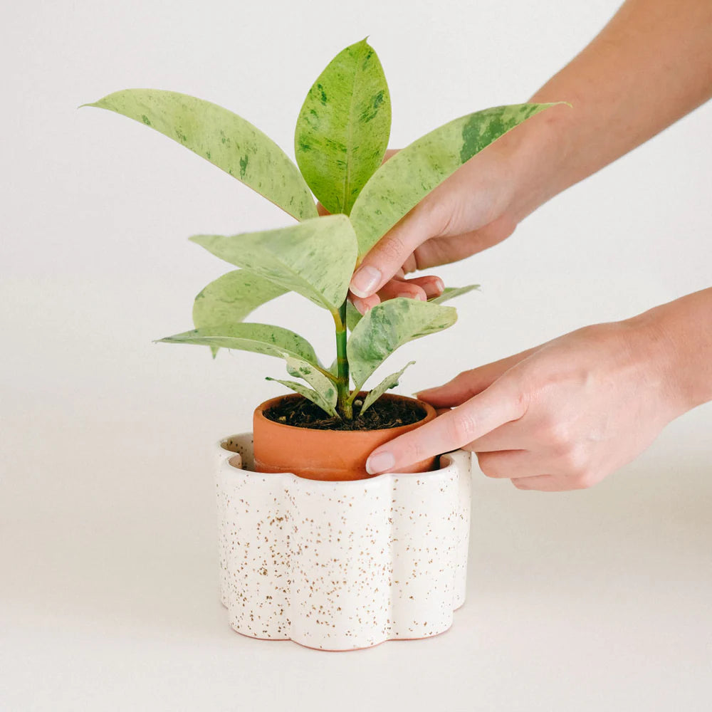 Pepin Paula Self-Watering Pot