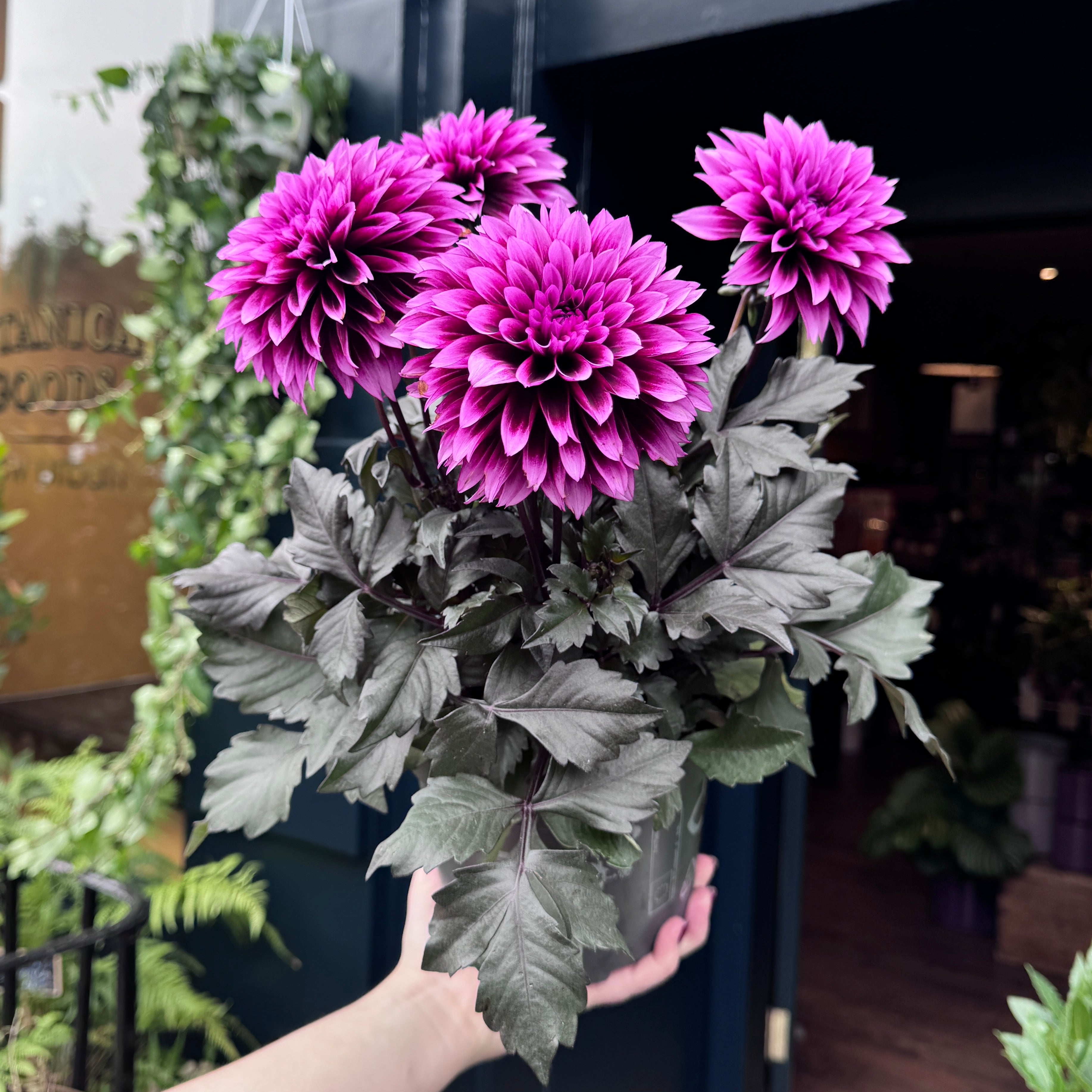 Potted Dahlia Gardenetta Velvet Crush with pink flowers held by a person in an outdoor setting.