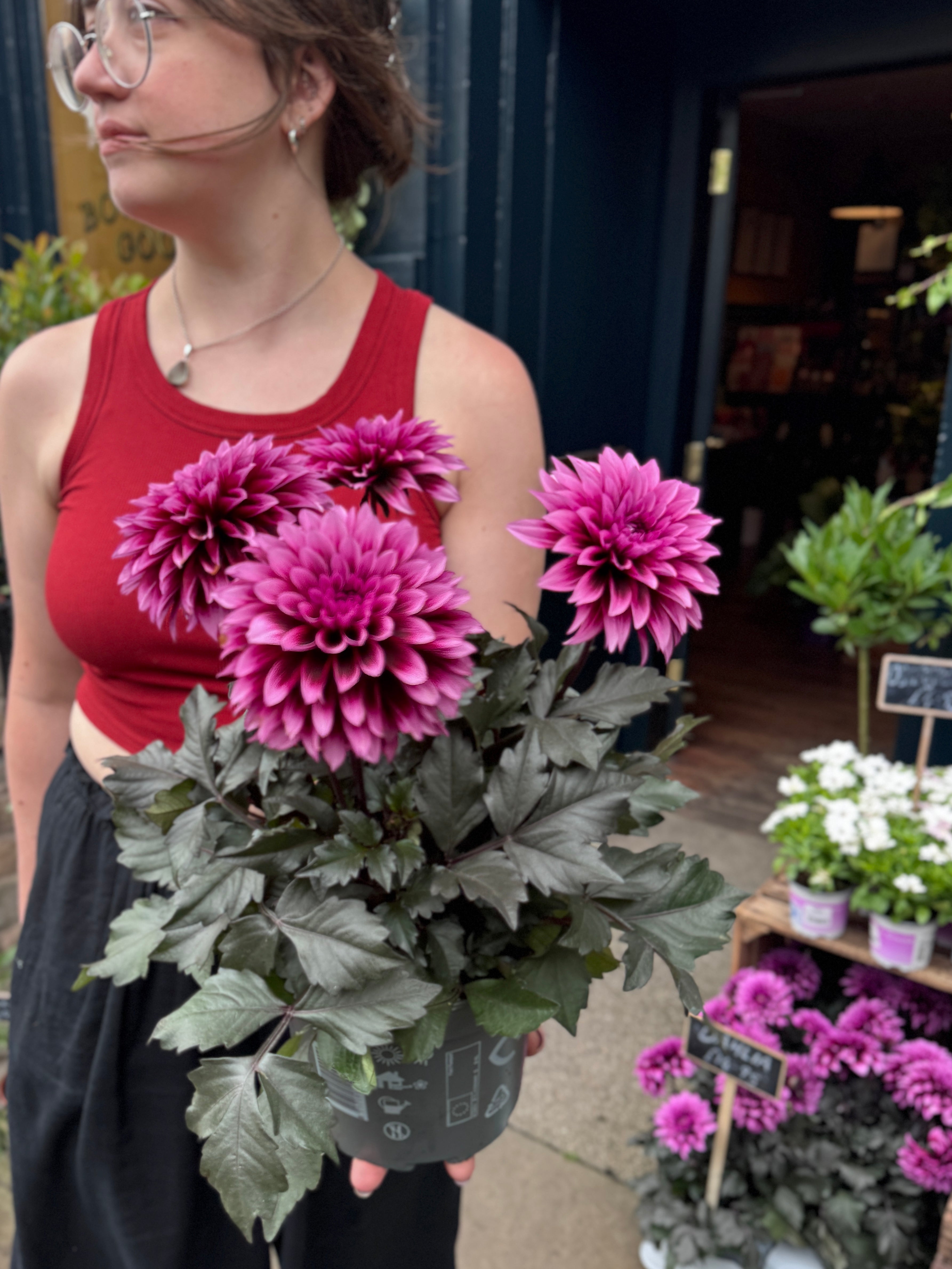 Woman holding a potted Dahlia Gardenetta® 'Velvet Crush' with pink flowers in an outdoor setting