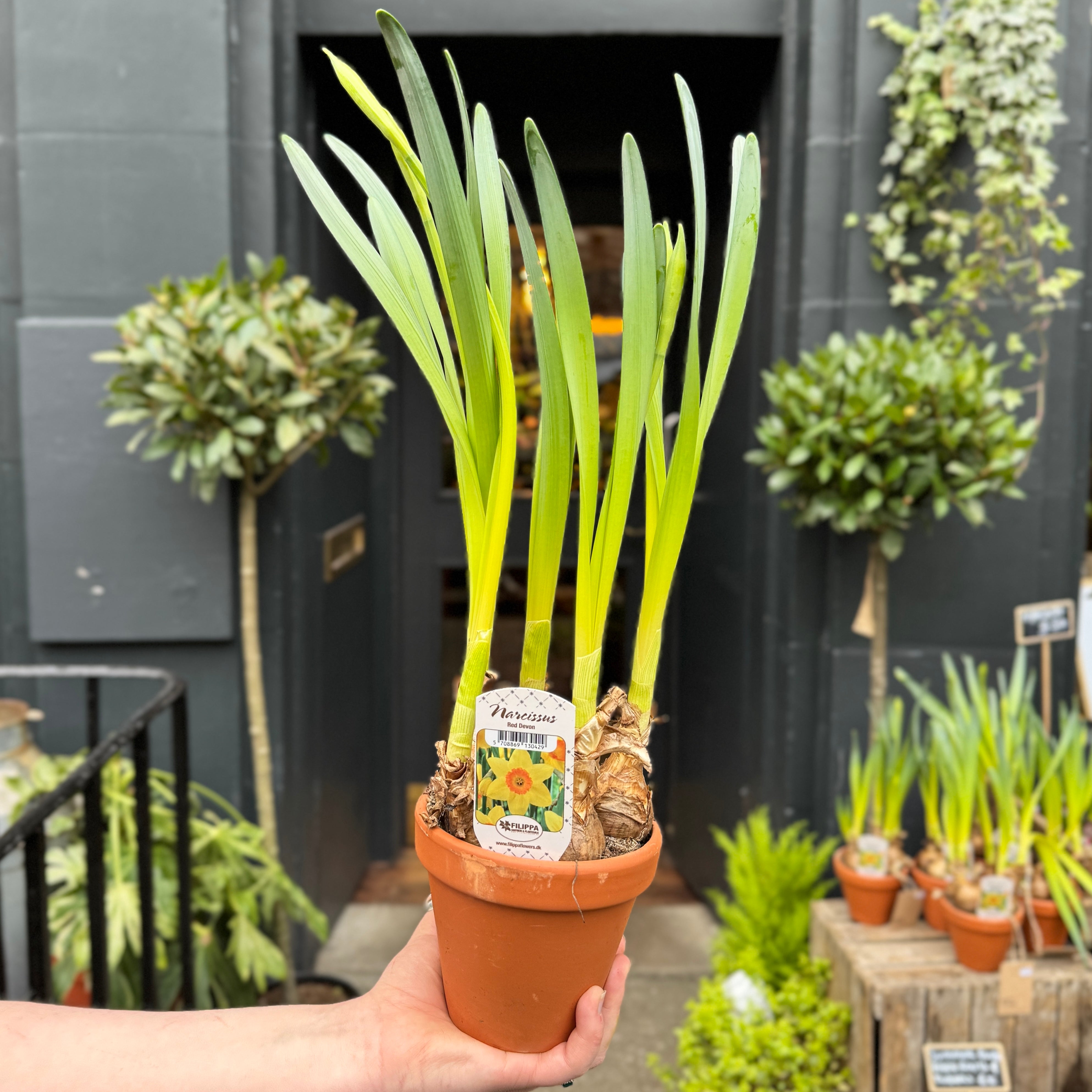 Narcissus in Terracotta Pot