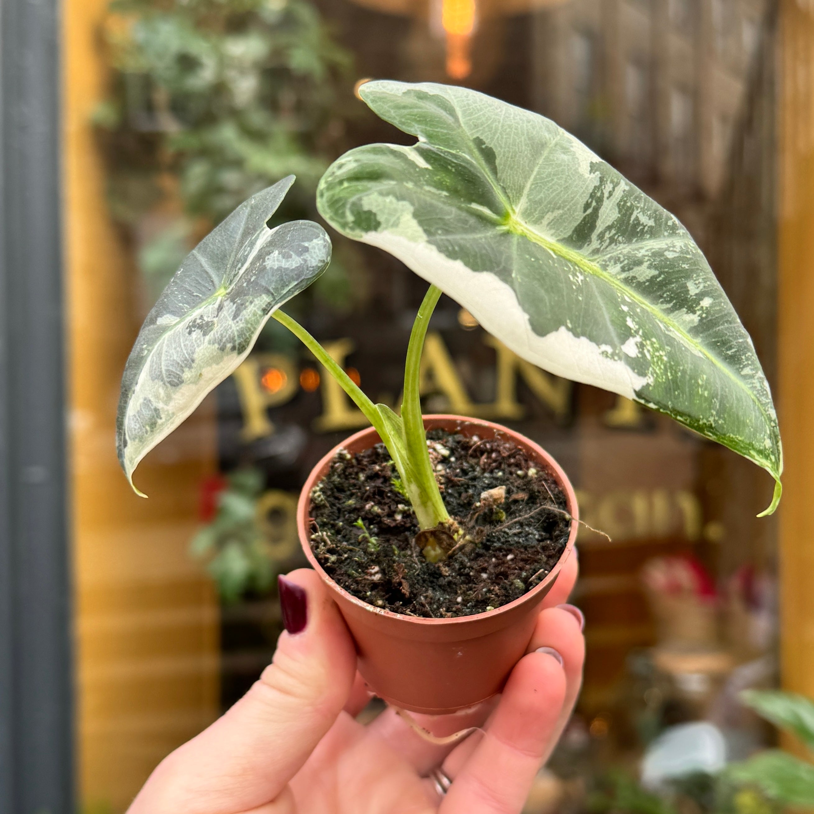 Alocasia micholitziana ‘Frydek’ Variegata