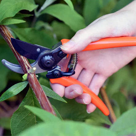 Hand using orange gardening shears to trim a branch with green leaves in the background