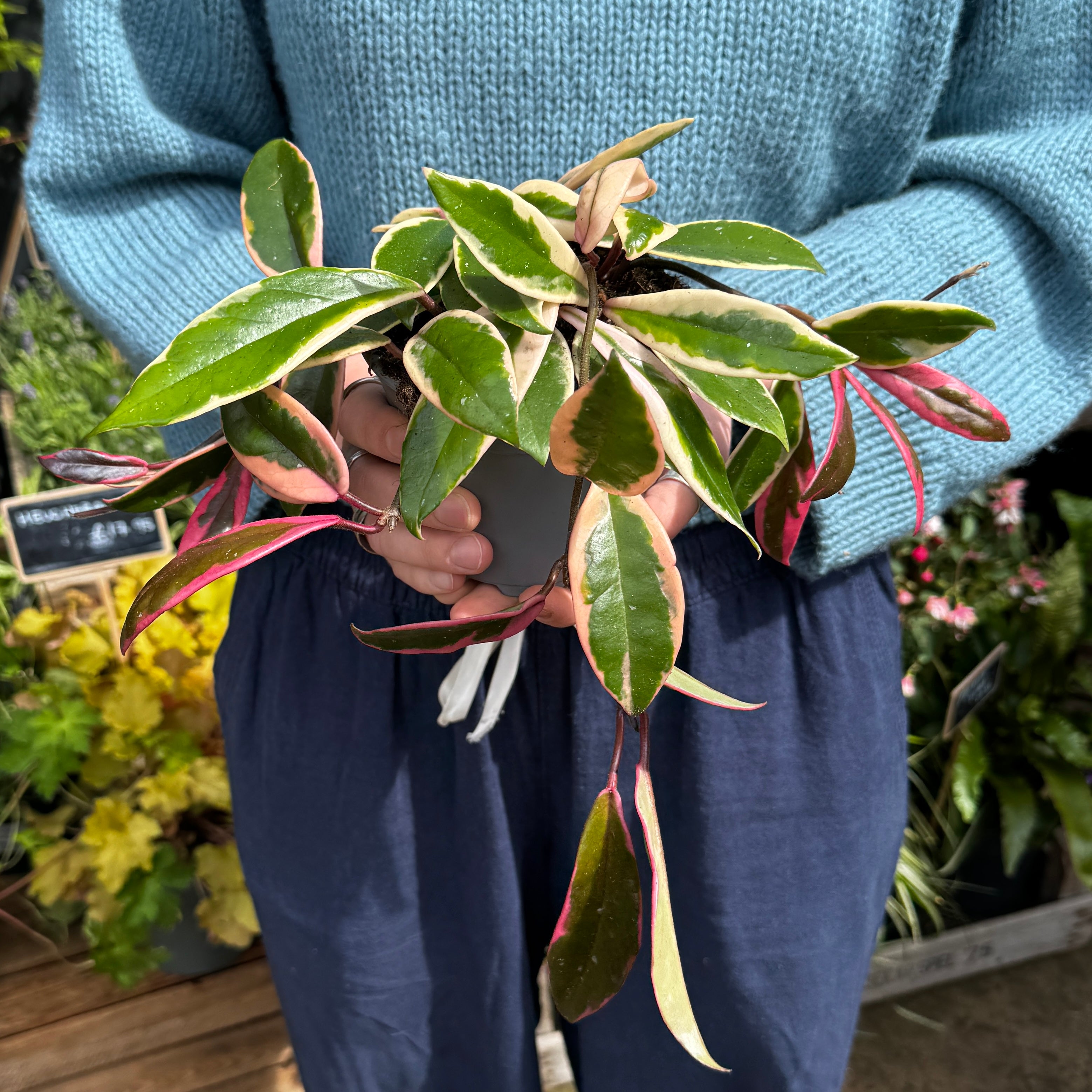 Person holding a potted Hoya 'Flamingo Dream' with green, cream and pink variegated leaves in an outdoor setting.