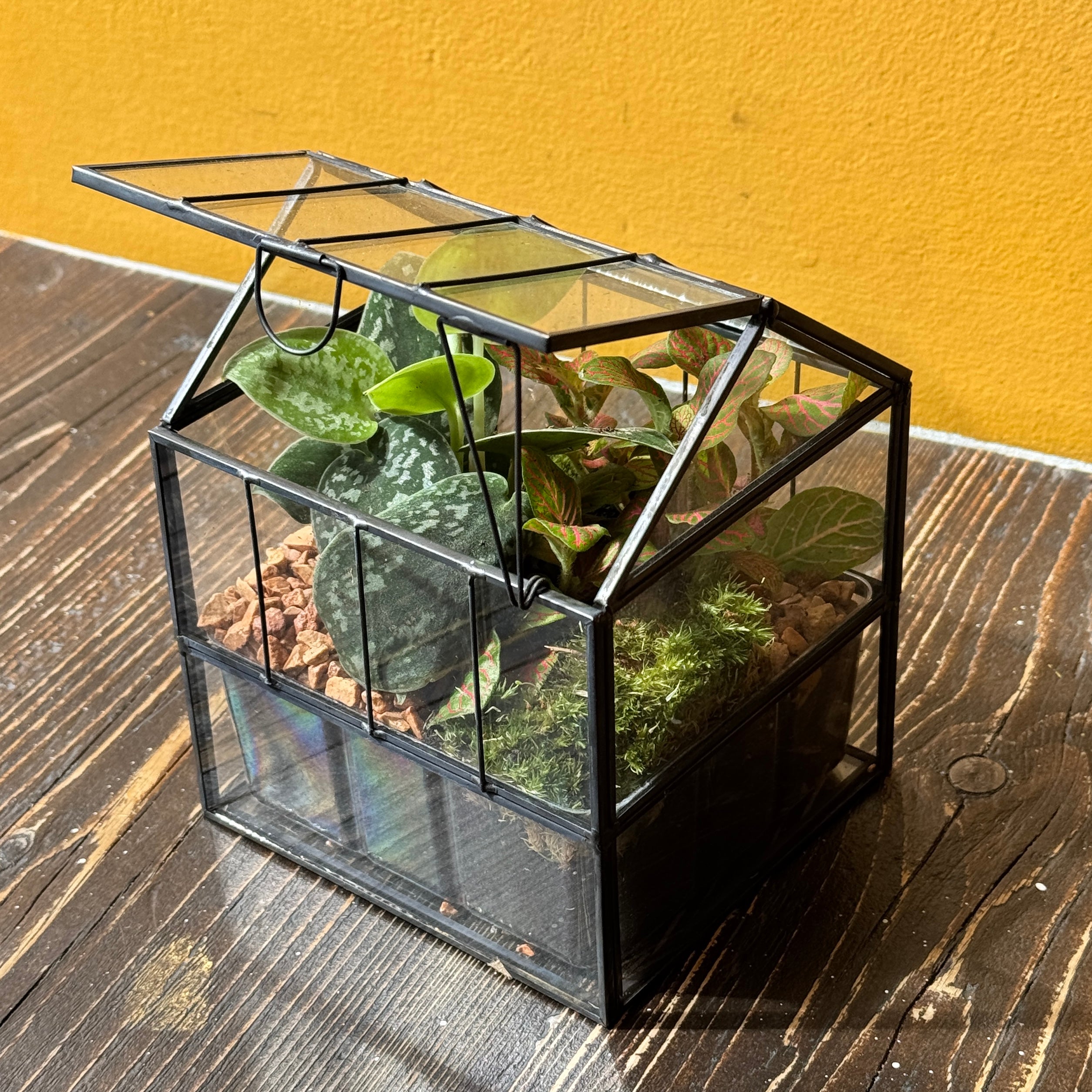 Glasshouse Terrarium