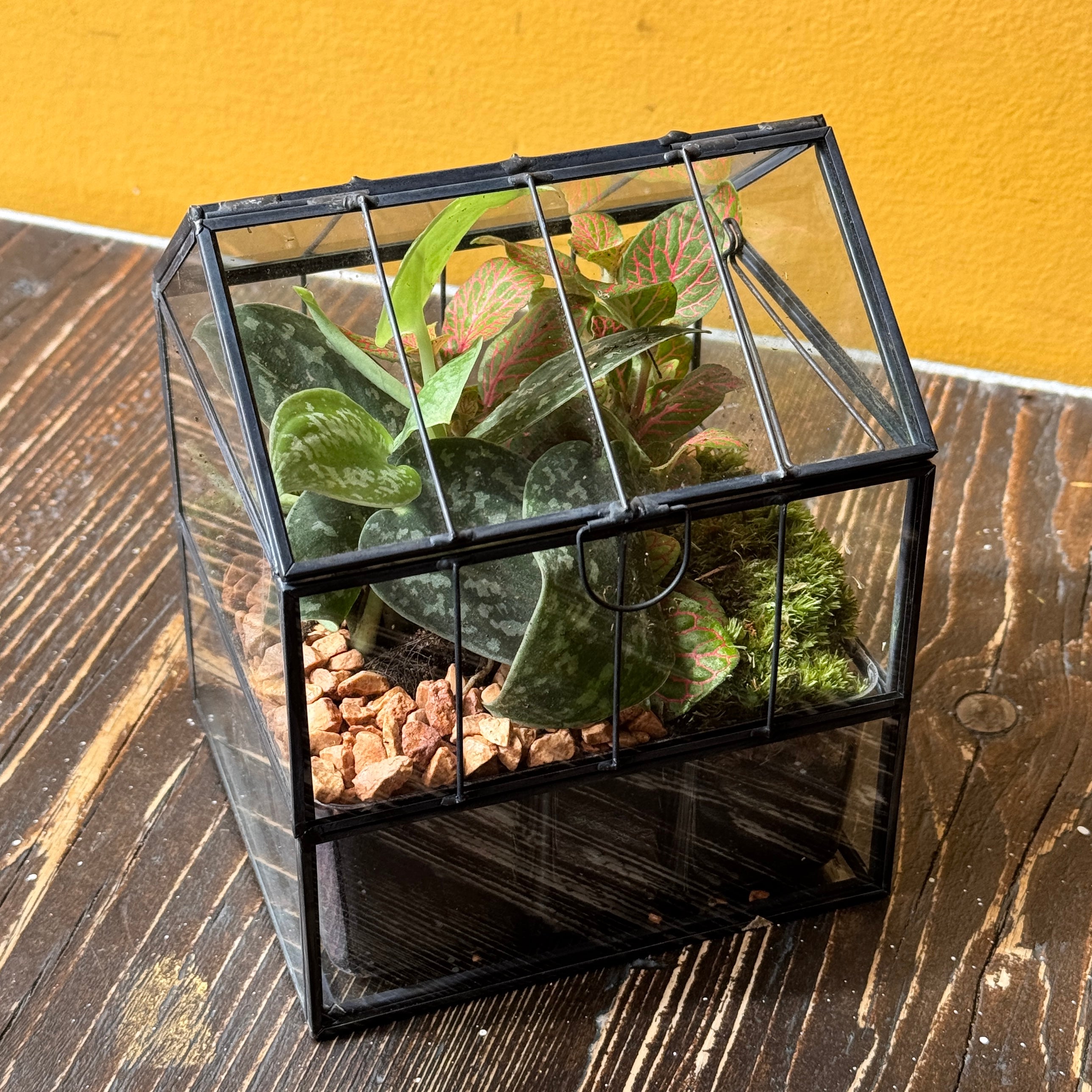 Glasshouse Terrarium