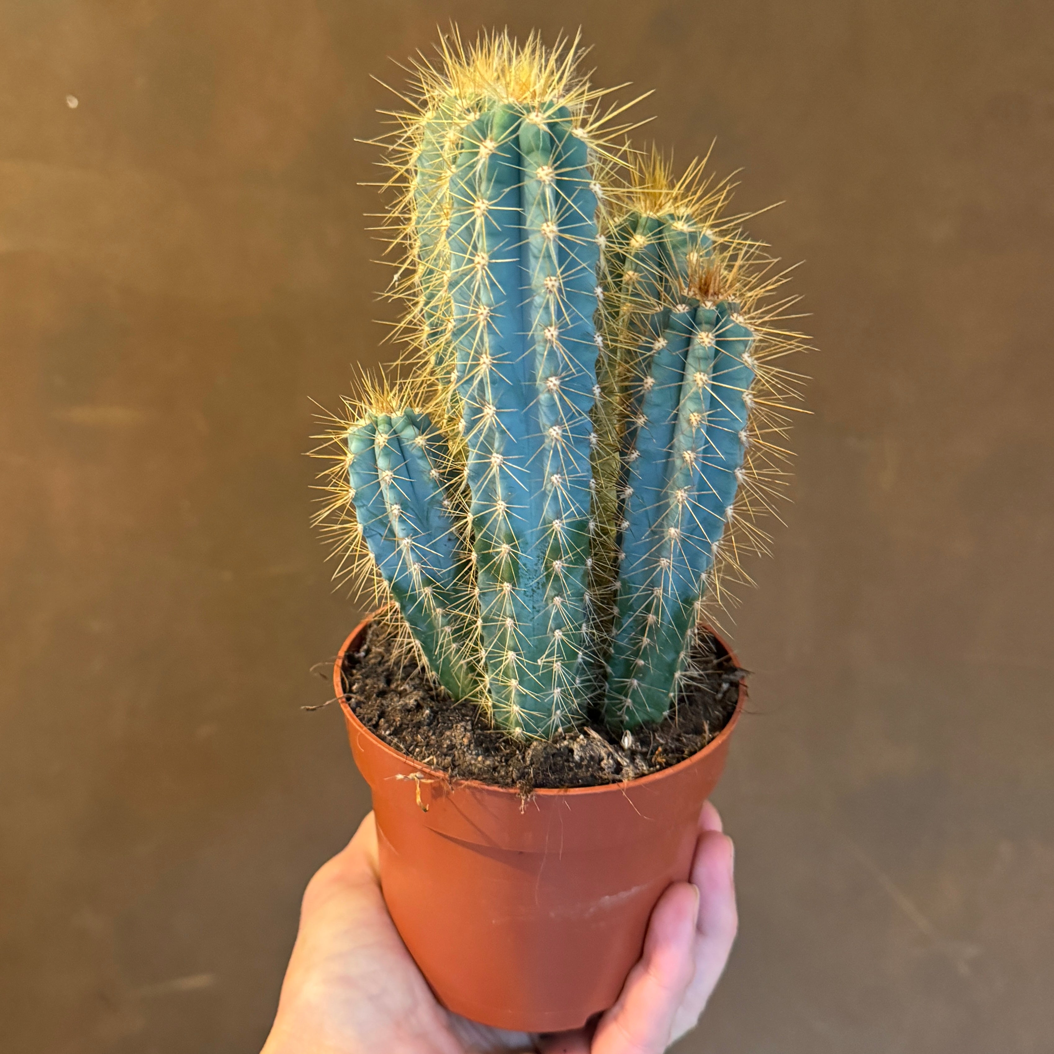 Pilocereus azureus