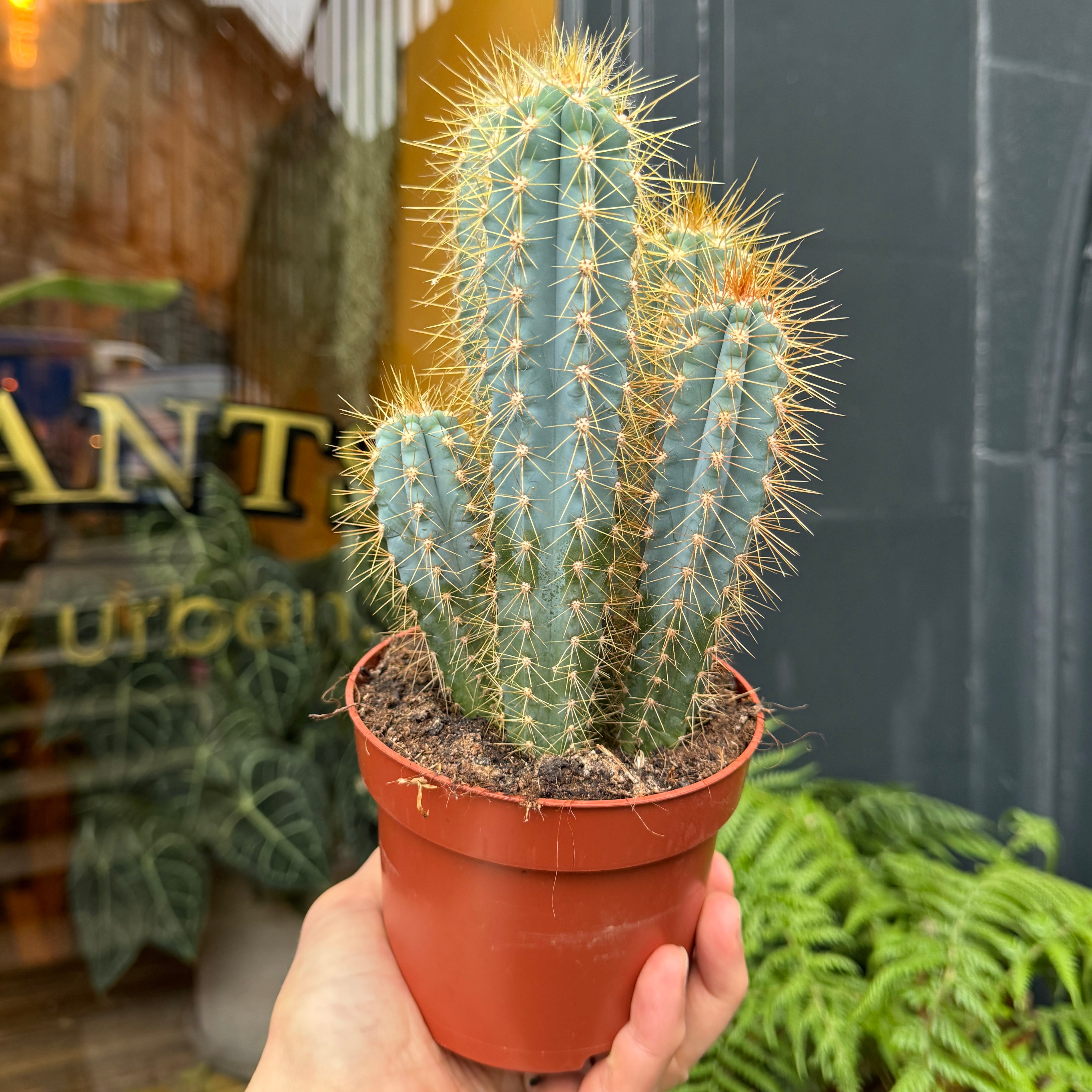 Pilocereus azureus