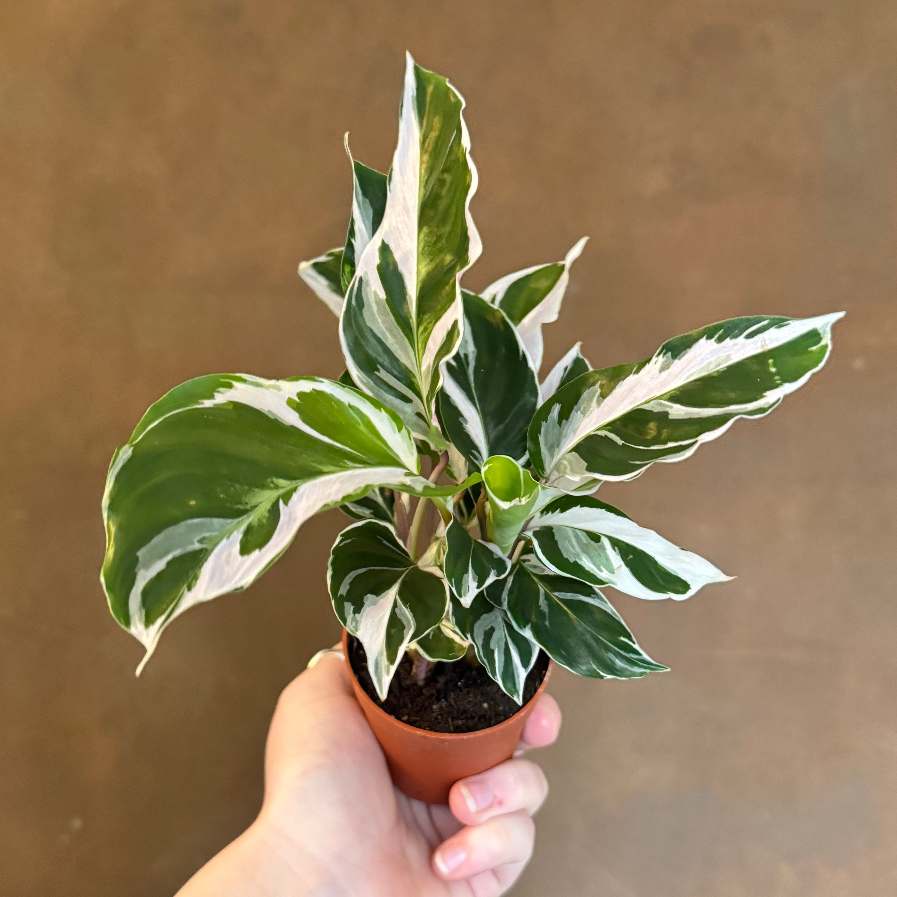 Calathea ‘White Fusion’ (7cm pot)