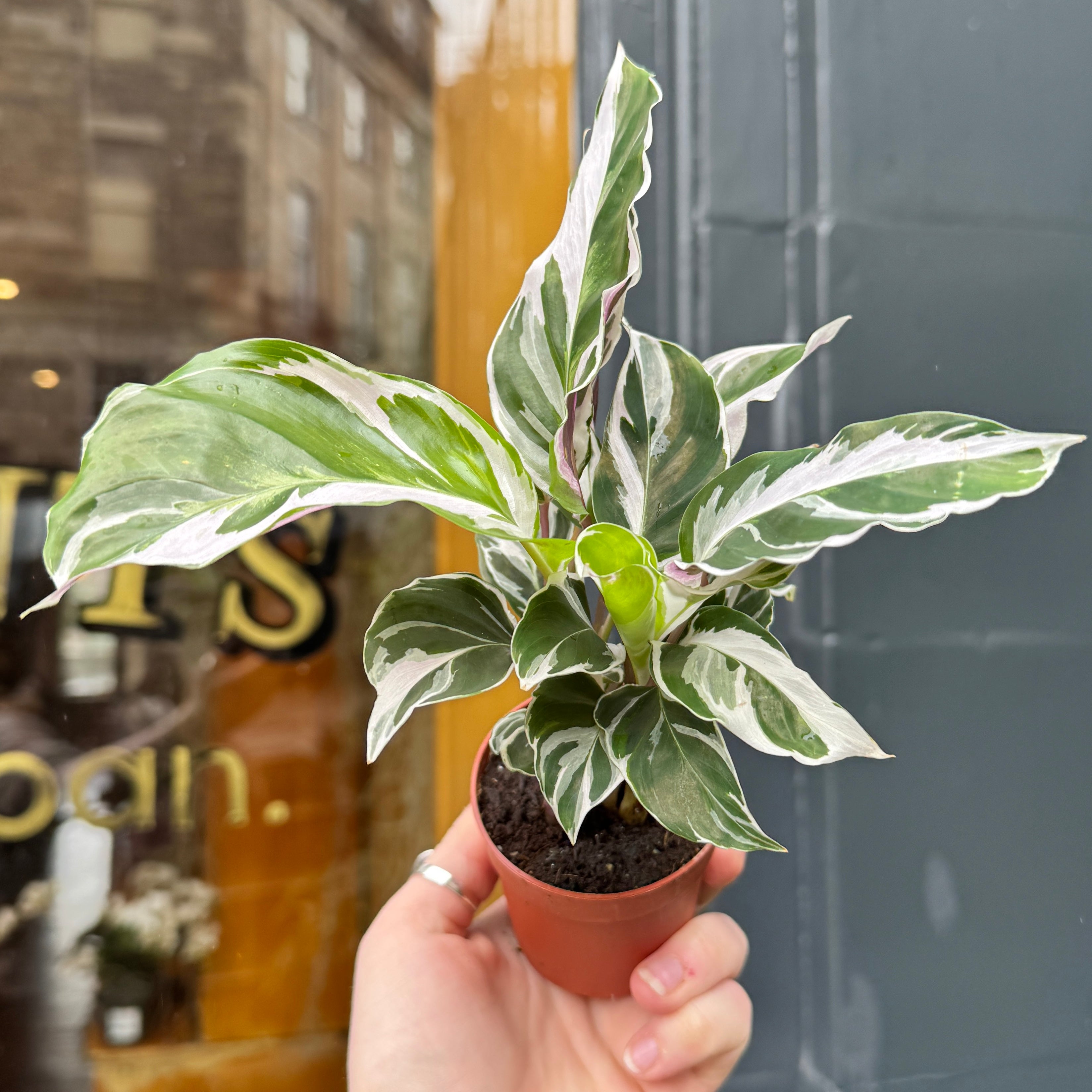 Calathea ‘White Fusion’ (7cm pot)
