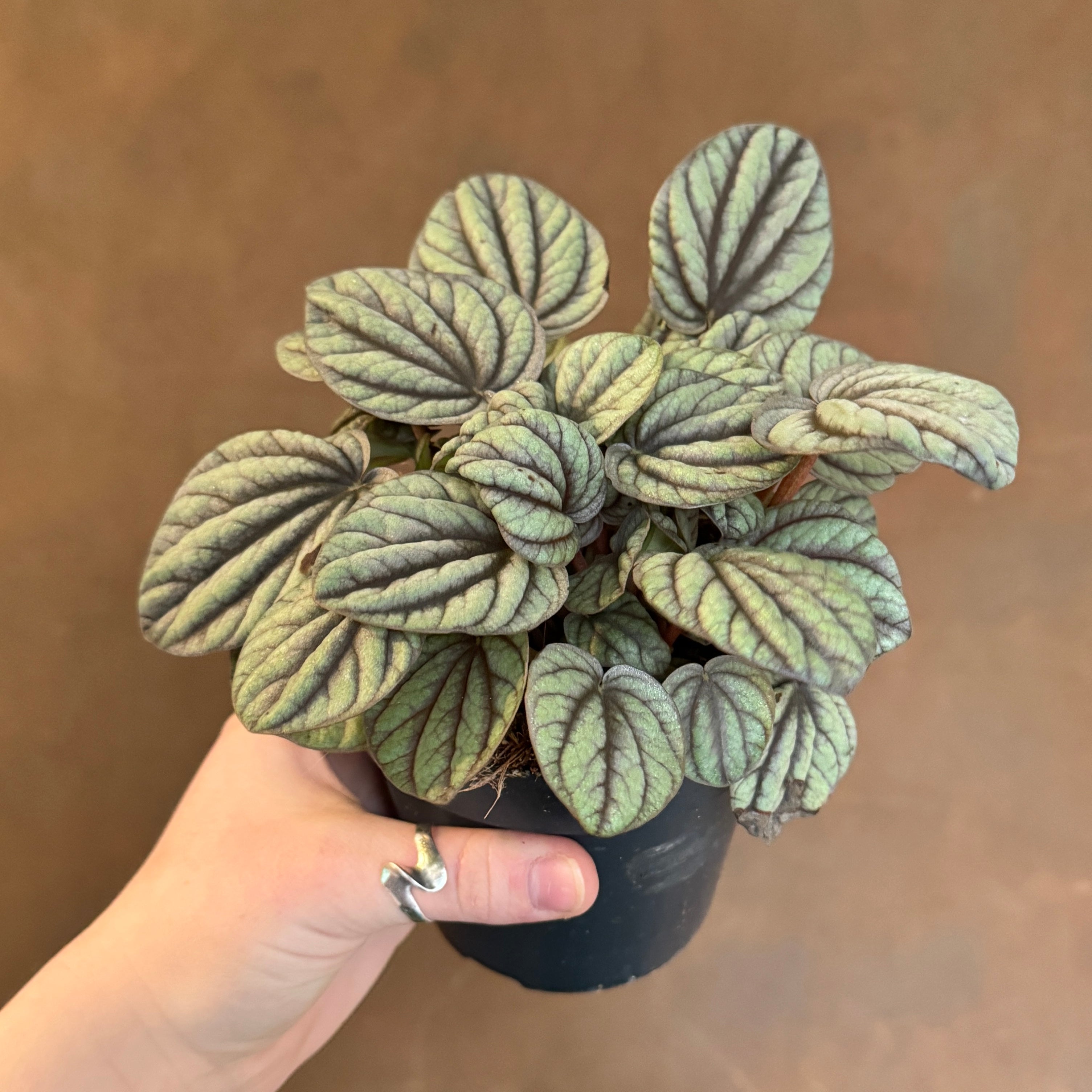 Peperomia 'Mystique'