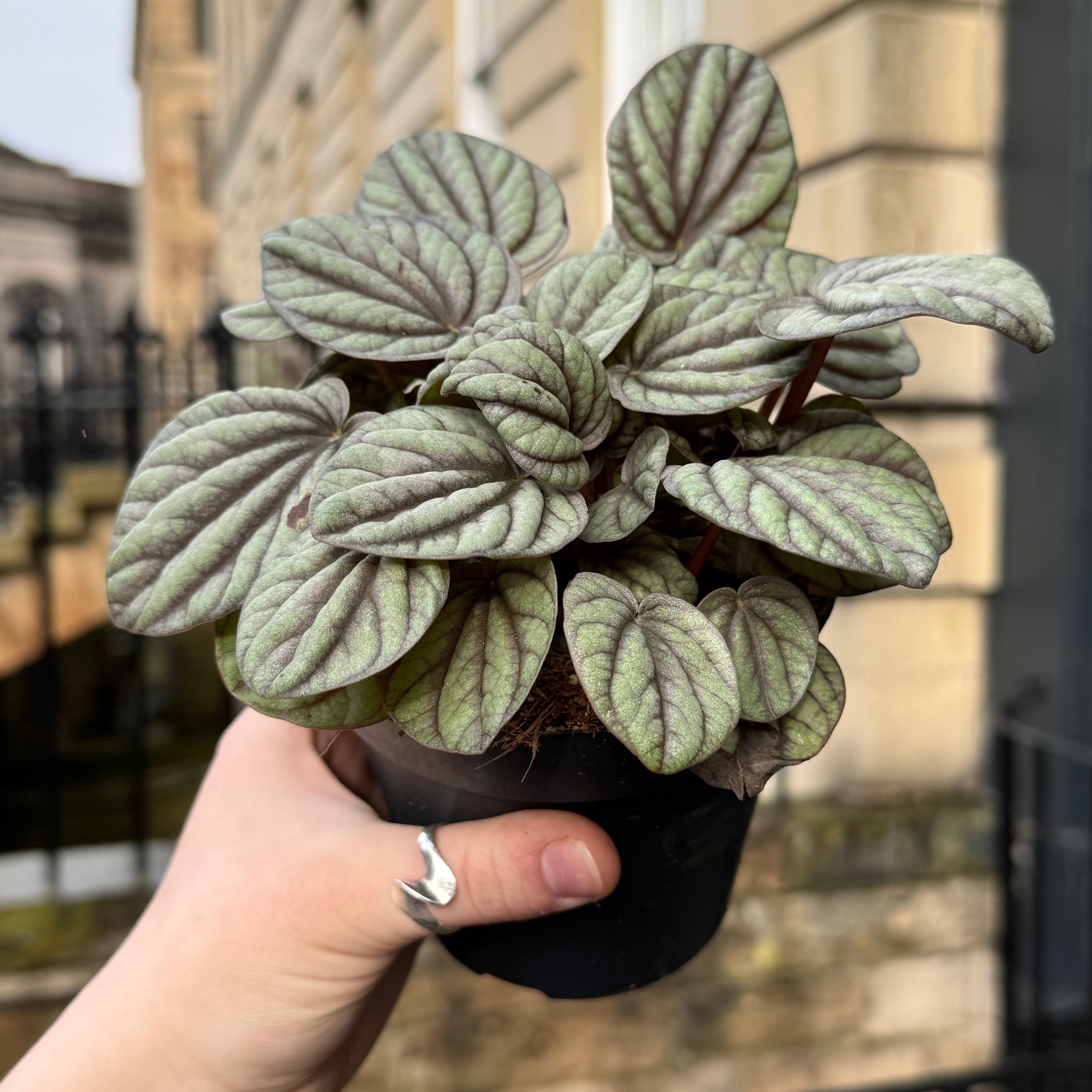 Peperomia 'Mystique'