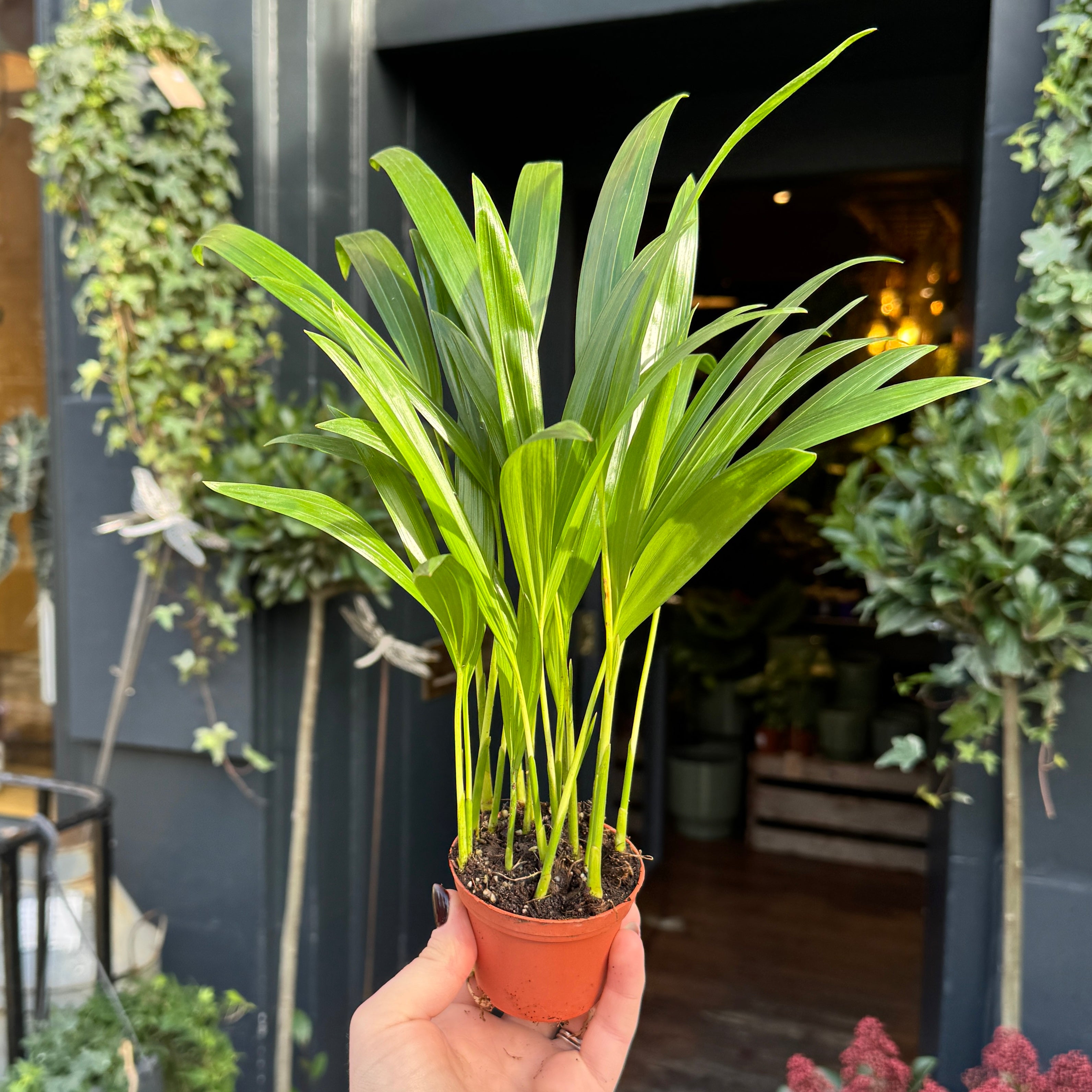 Dypsis lutescens (7cm pot)